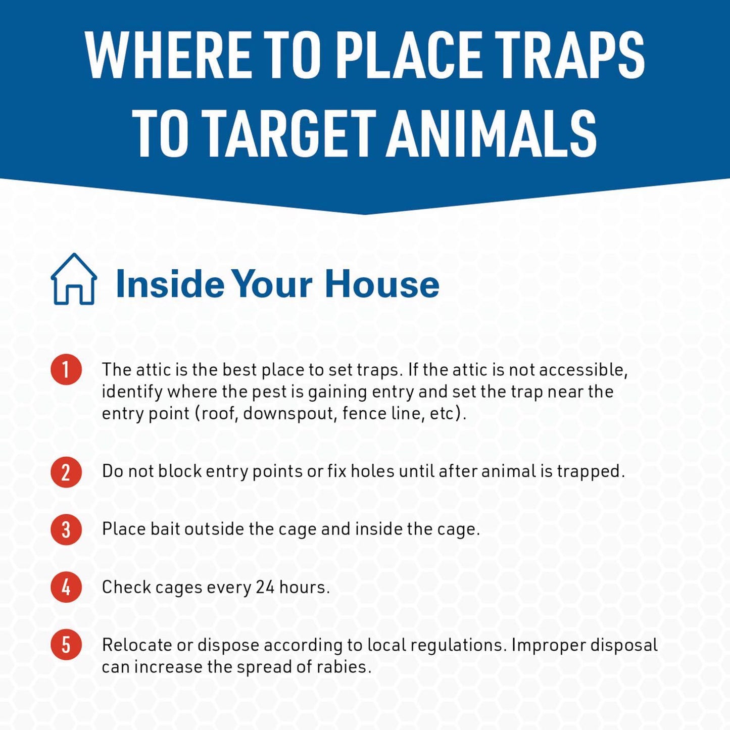  JT Eaton Answer Small Live Catch Animal Trap For Rabbits 1 Pk