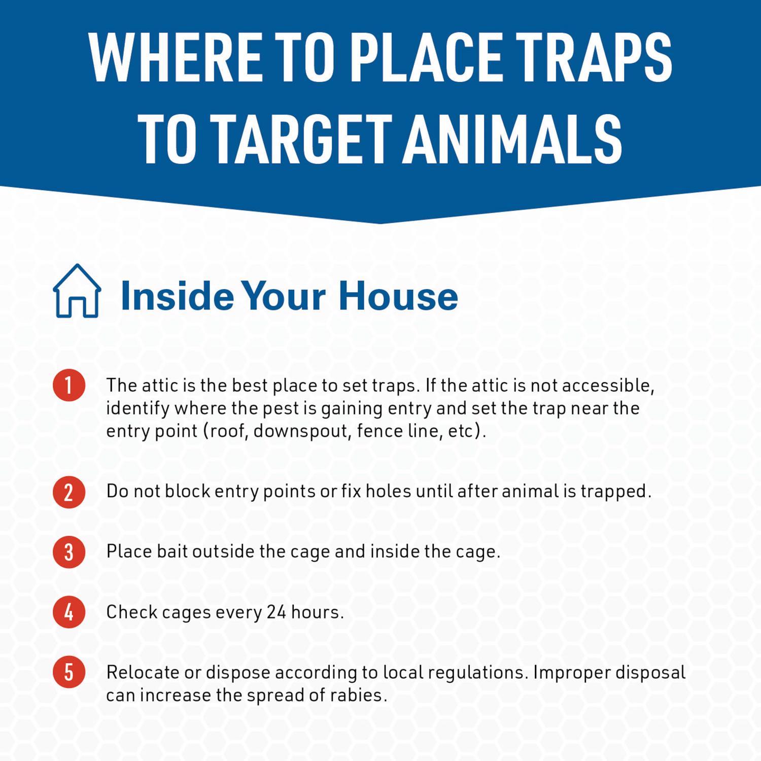  JT Eaton Answer Small Live Catch Animal Trap For Rabbits 1 Pk