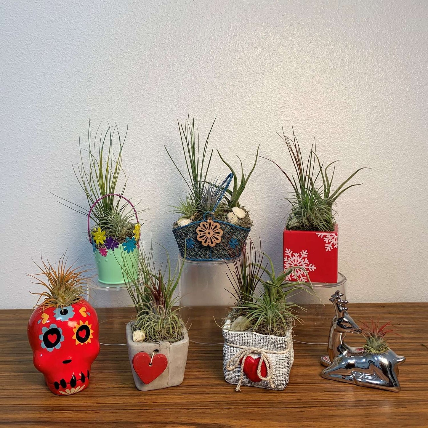  Eve's Garden Air Plant Gift Box Planter 1 Pk