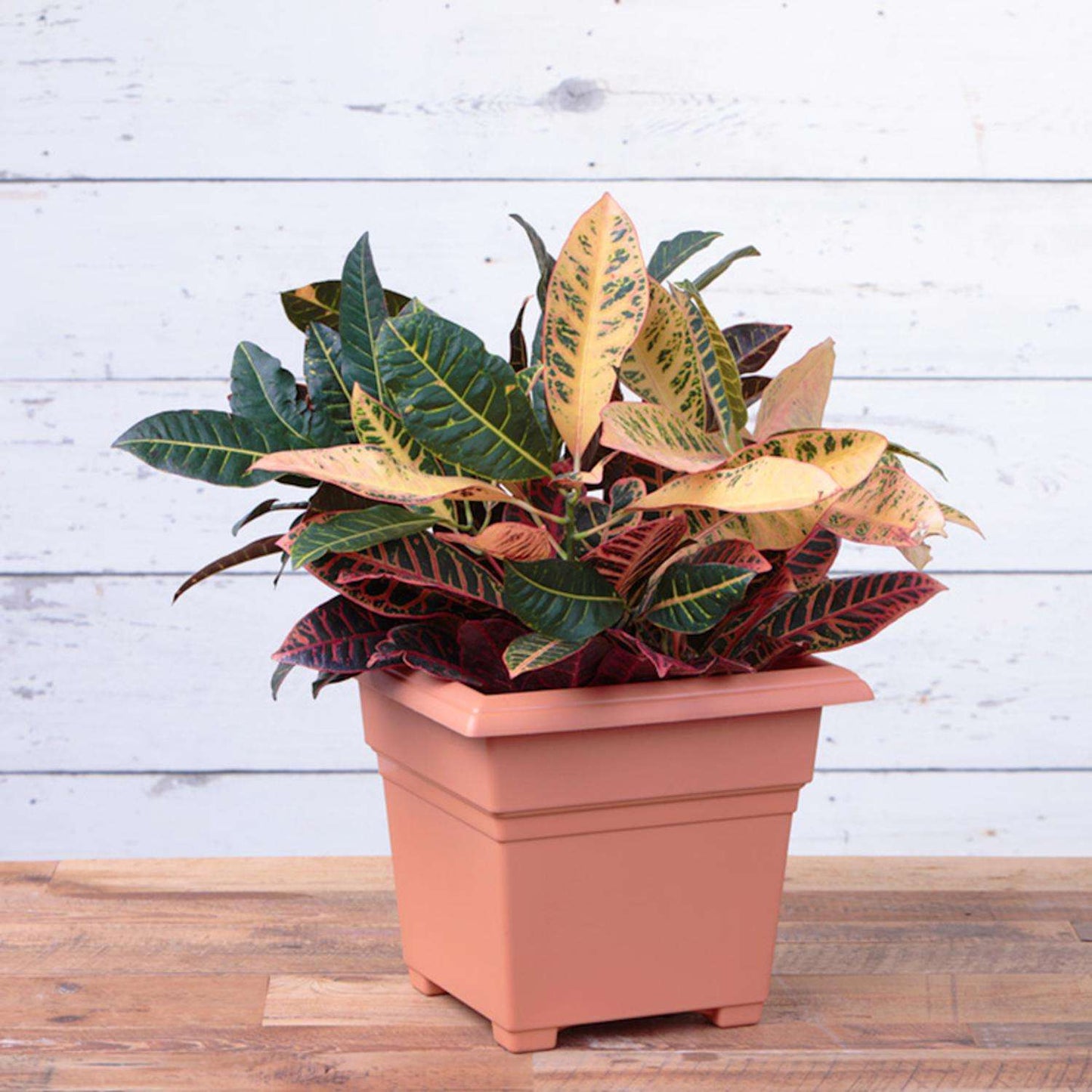  Novelty 13 In. H X 14 In. W X 14 In. D Plastic Countryside Tub Patio Planter Terracotta