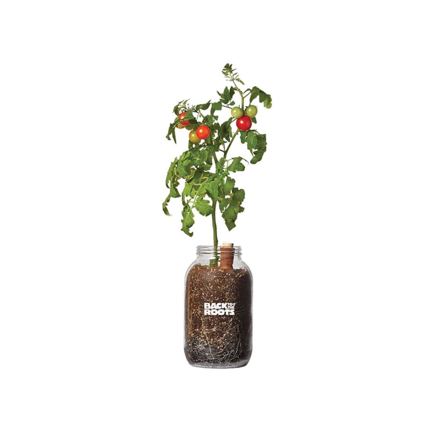  Back To The Roots Cherry Tomato Grow Kit 1 Pk