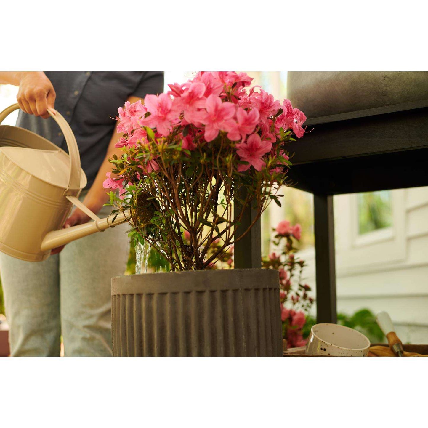  Miracle-Gro Powder Acid-Loving Plants Of Azalea, Camellia, Rhododendron Plant Food 5 Lb