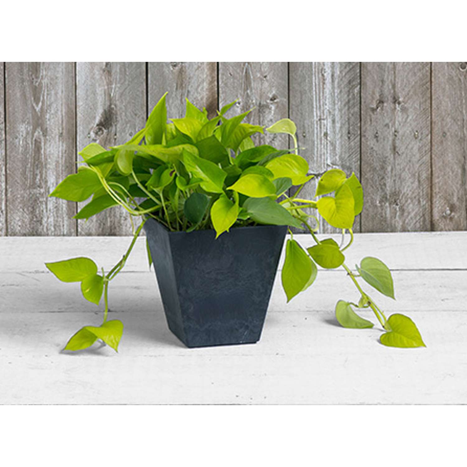  Novelty Artstone 8 In. H X 7.8 In. W X 7.8 In. D Resin Ella Planter Black