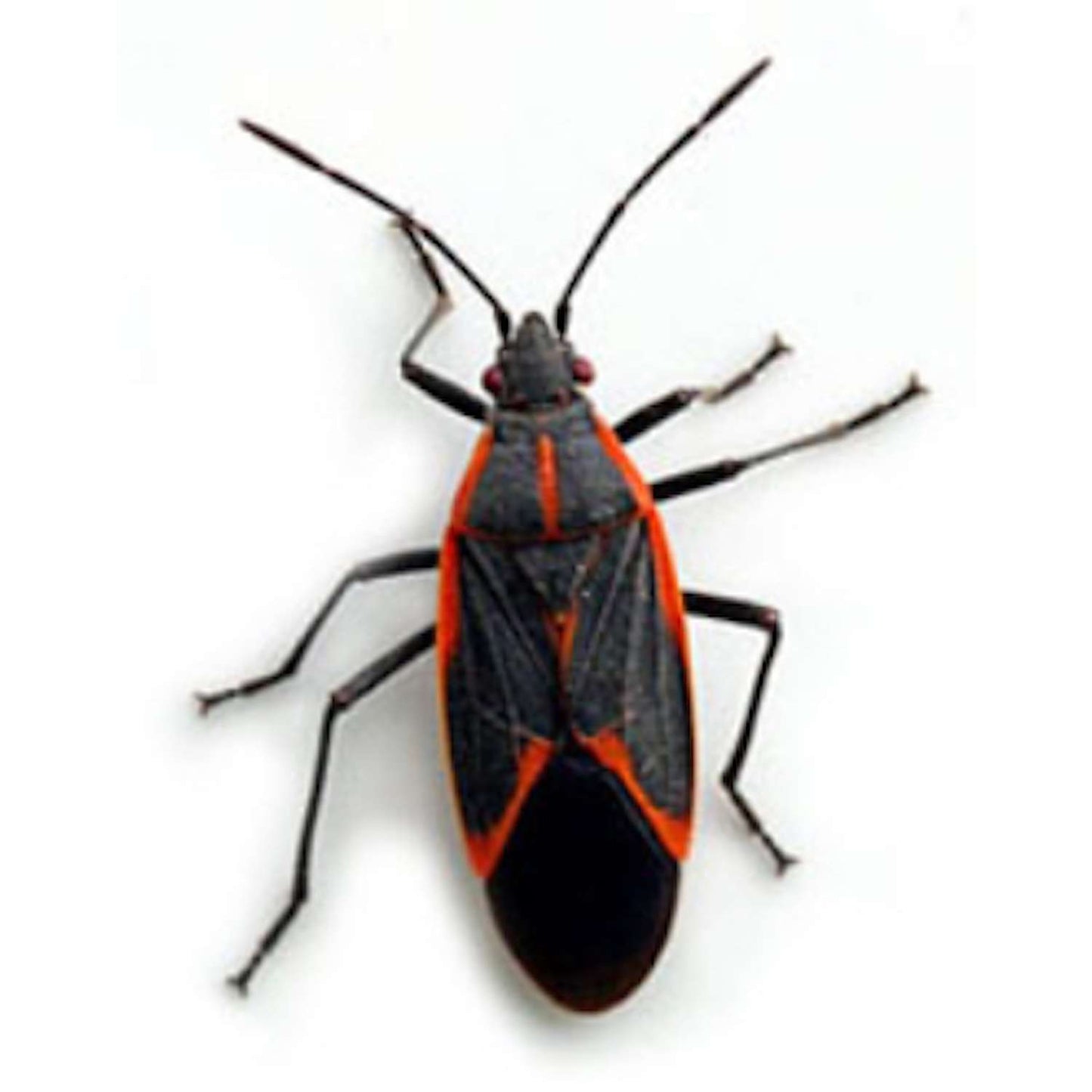  BUGG BUGGSLAYER Stink Bug Killer Liquid Concentrate 16 Oz