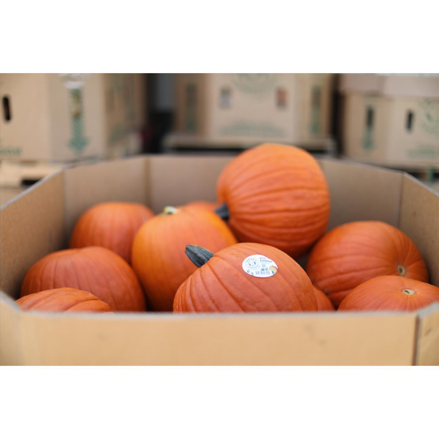  Frey Farms Sarah's Home Grown Orange Pumpkin