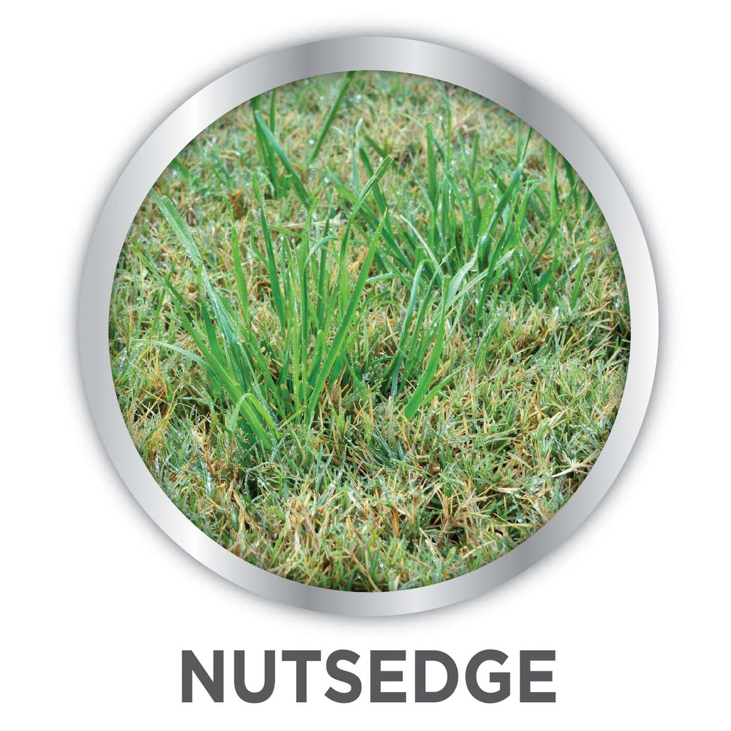  Lilly Miller Image Nutsedge Killer RTS Hose-End Concentrate 32 Oz