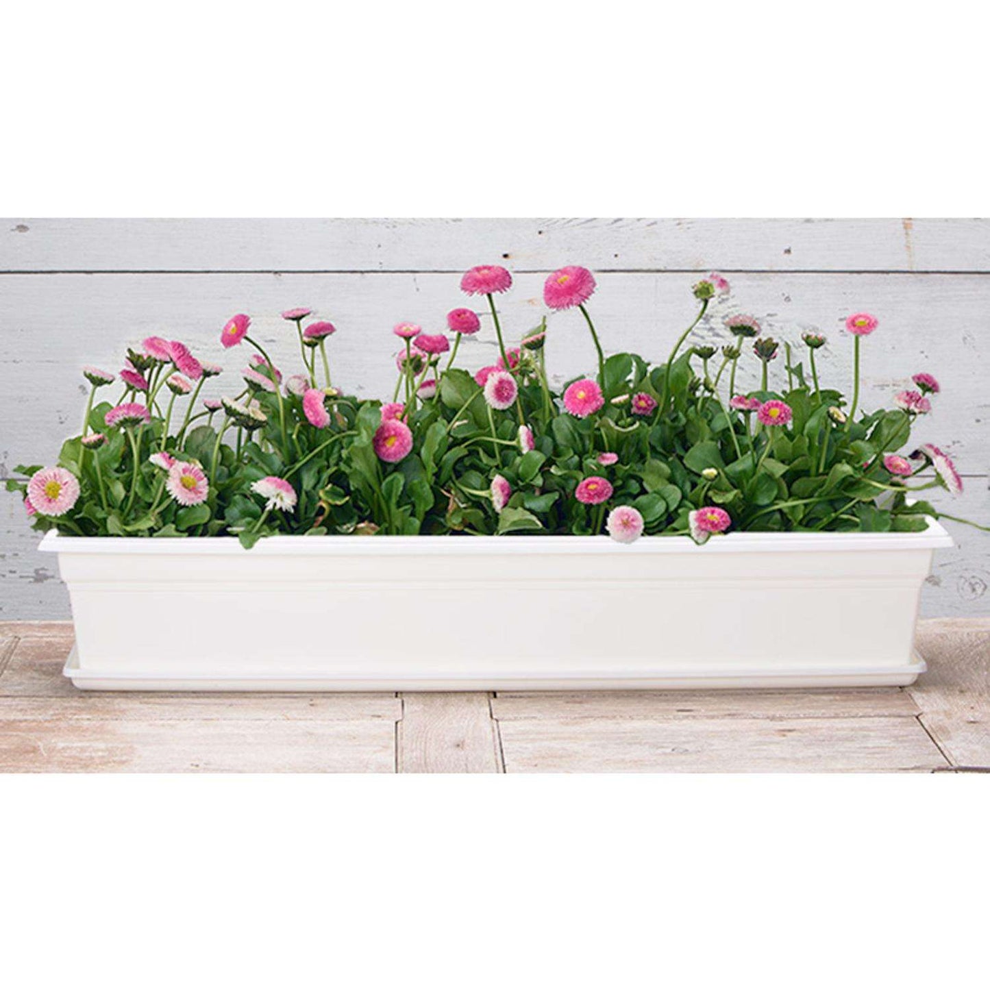  Novelty 6.5 In. H X 8 In. W X 36 In. D X 36 In. D Plastic Countryside Flower Box White