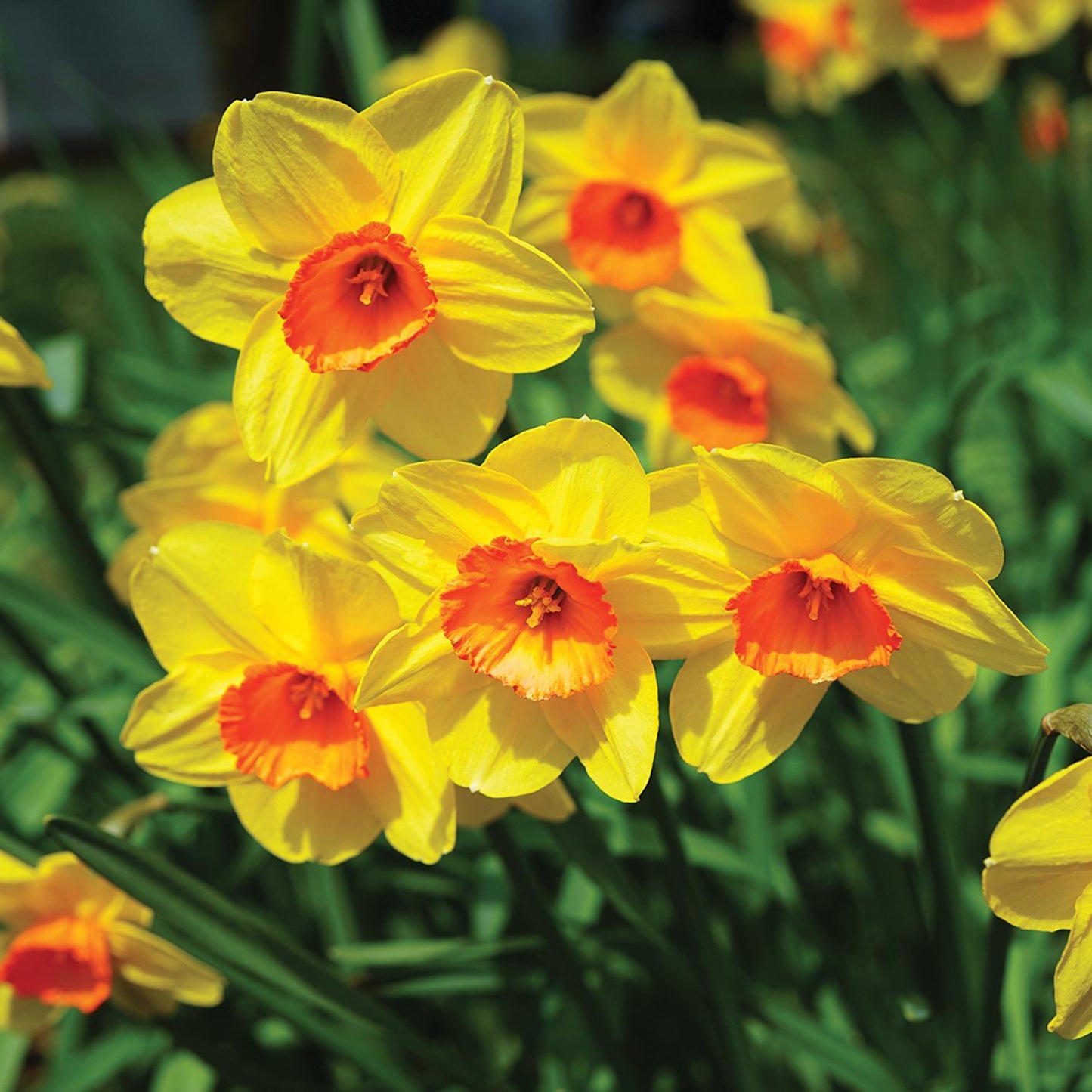  DeGroot Daffodil Hollywood Bulb 7 Pk