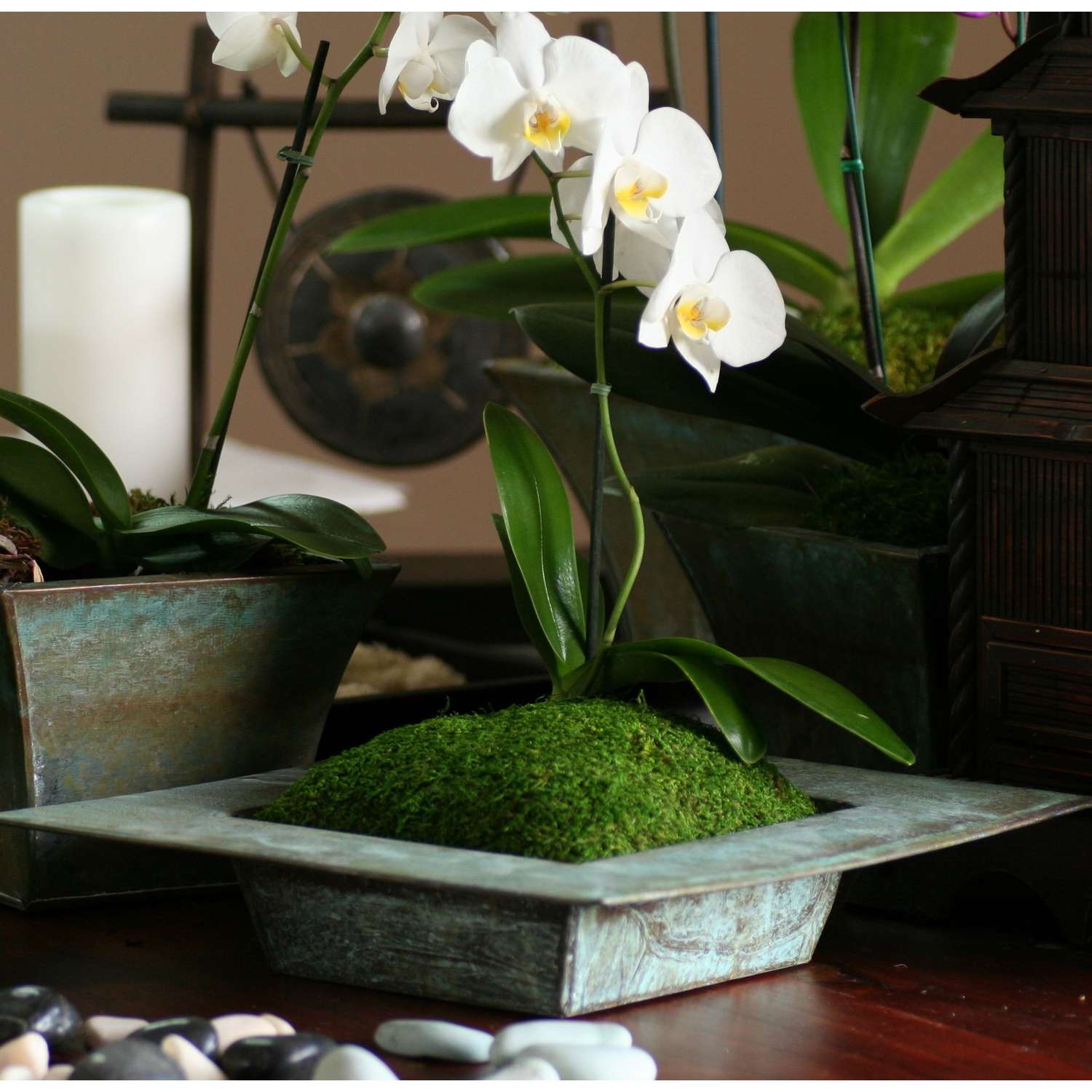  SuperMoss Green Sheet Moss 480 Cu In