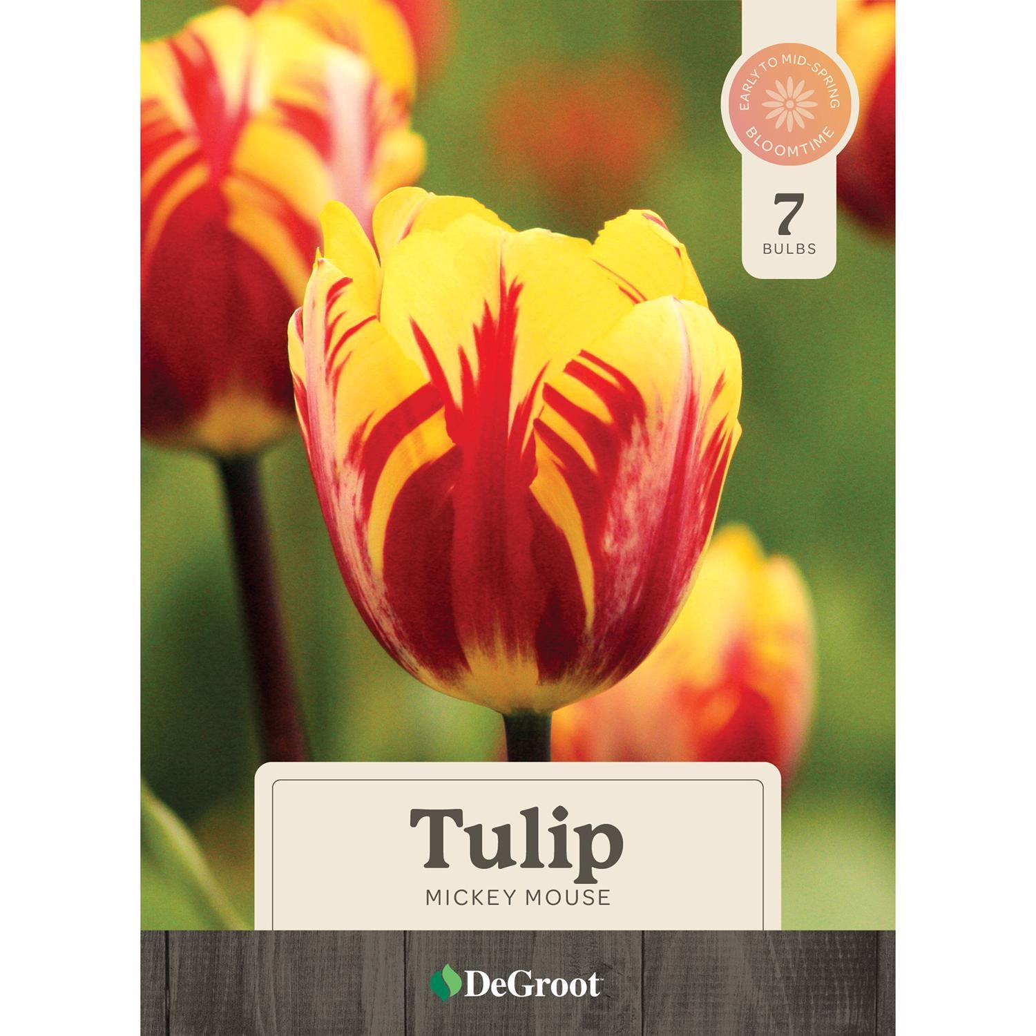  DeGroot Tulip Mickey Mouse Bulb 7 Pk