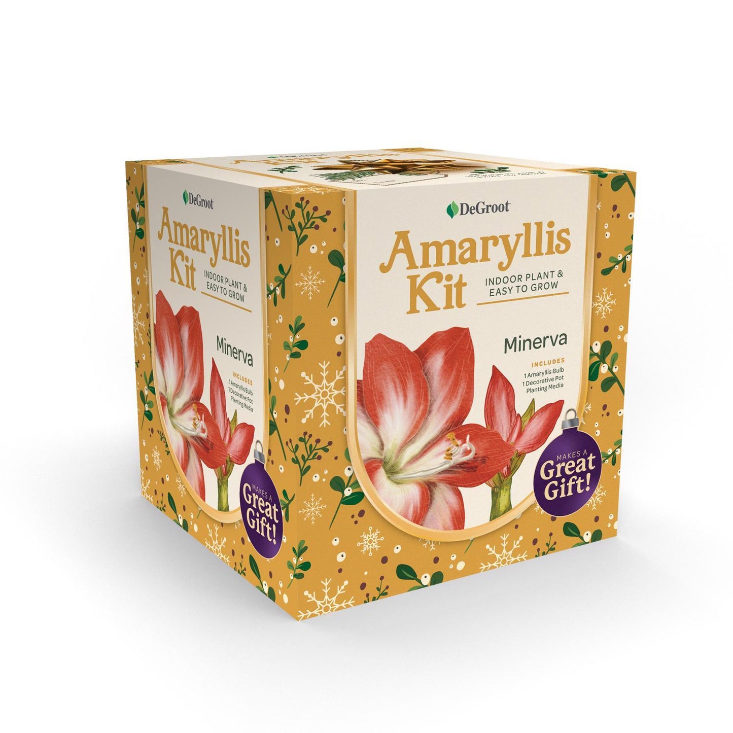  DeGroot Amaryllis Gift Box Bulb Kit 1 Pk (ASSORTED COLORS)