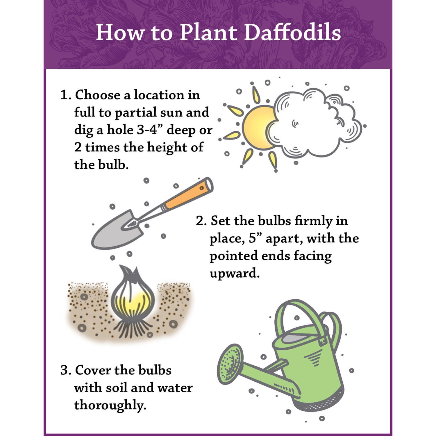  DeGroot Daffodil Salome Bulb 7 Pk