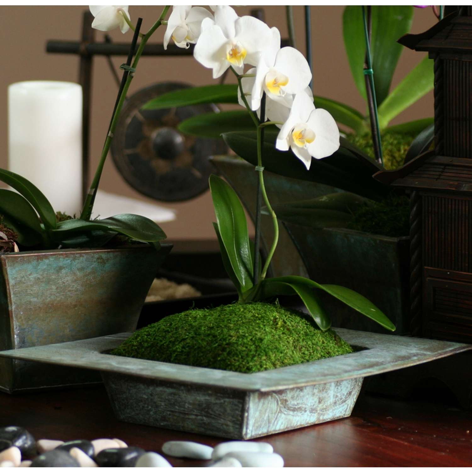  SuperMoss Green Sheet Moss 200 Cu In