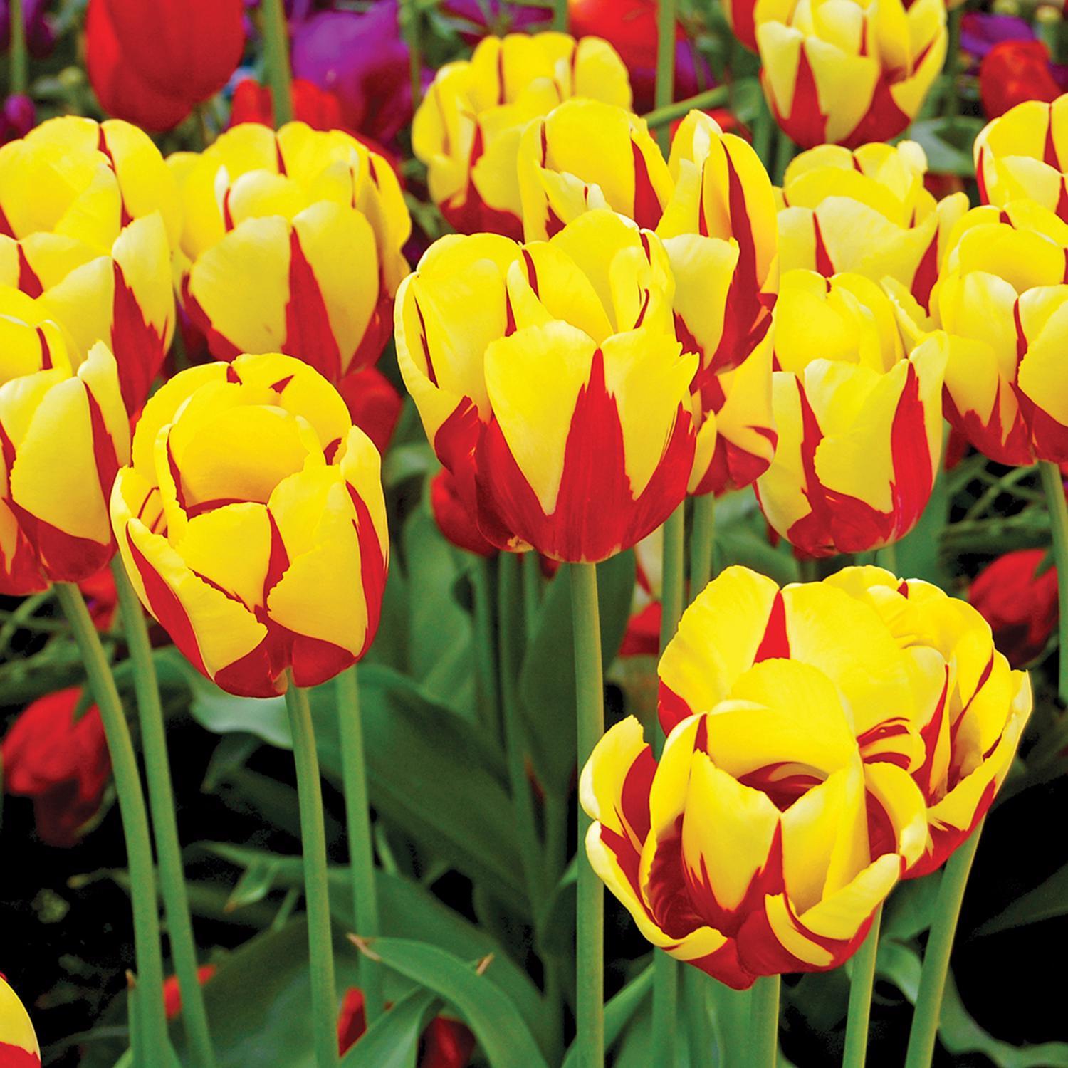  DeGroot Tulip Mickey Mouse Bulb 7 Pk