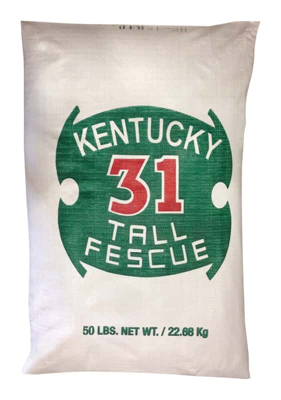  Barenbrug Kentucky 31 Tall Fescue Grass Full Sun/Medium Shade Grass Seed 50 Lb