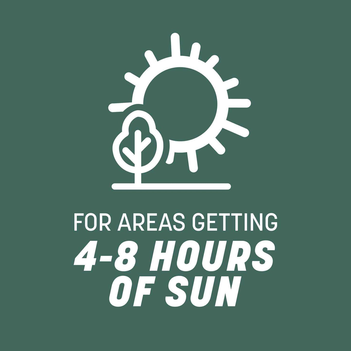  Pennington Kentucky 31 Tall Fescue Grass Sun Or Shade Grass Seed 40 Lb