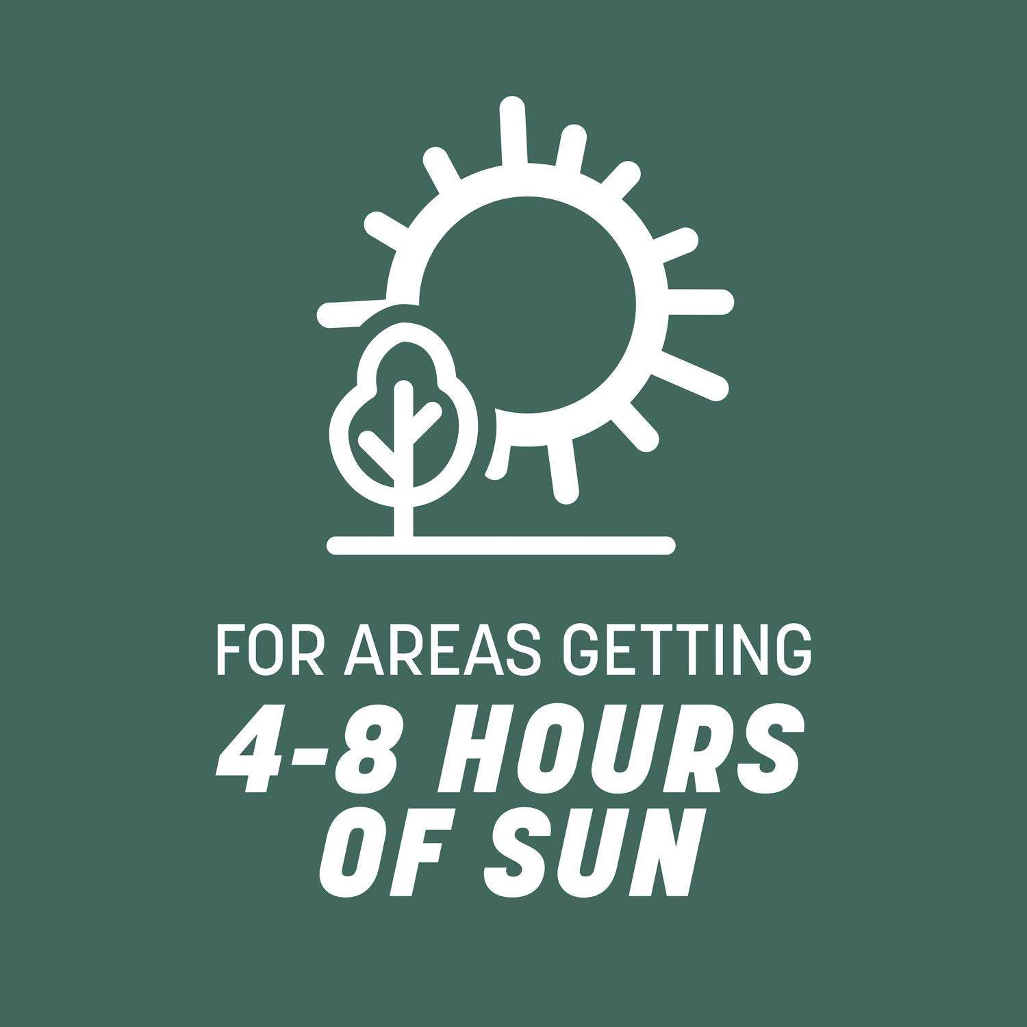  Pennington Kentucky 31 Tall Fescue Grass Sun Or Shade Grass Seed 40 Lb