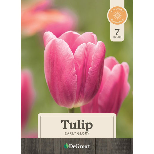  DeGroot Tulip Early Glory Bulb 7 Pk