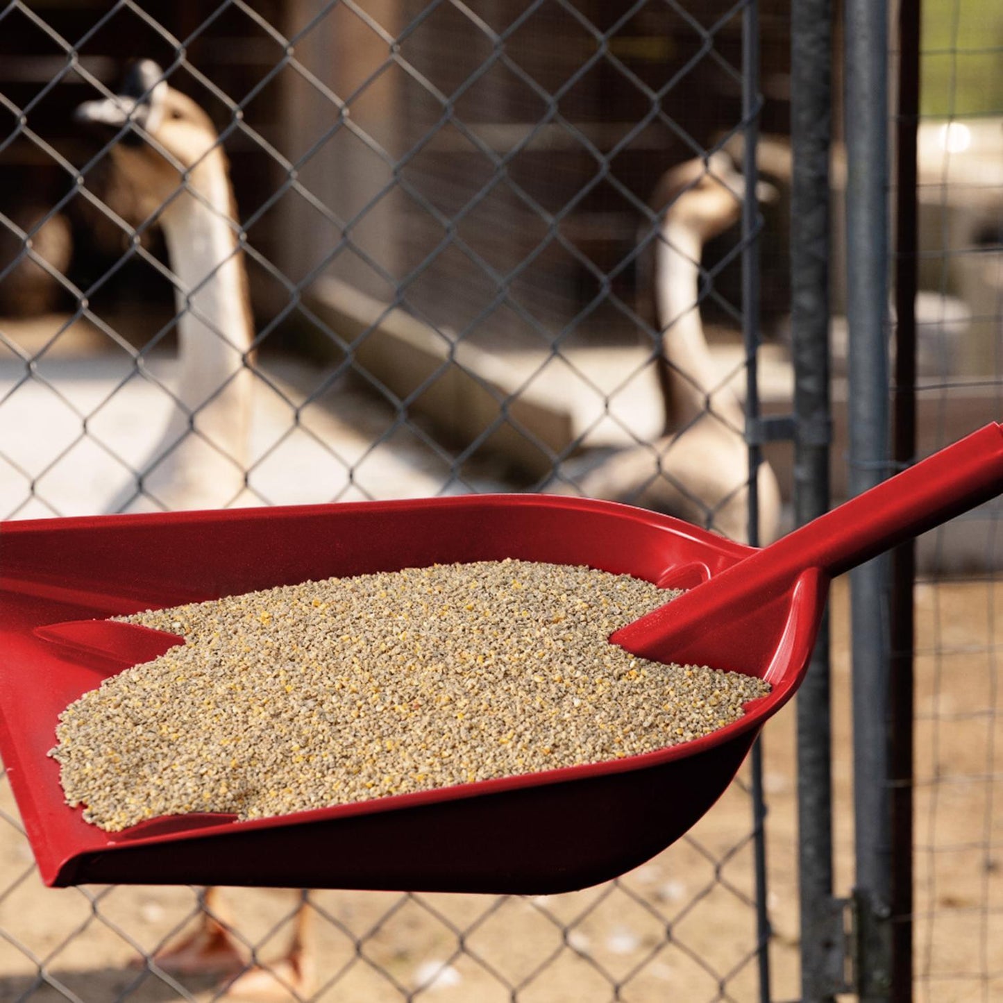  Ace Red Grain Scoop