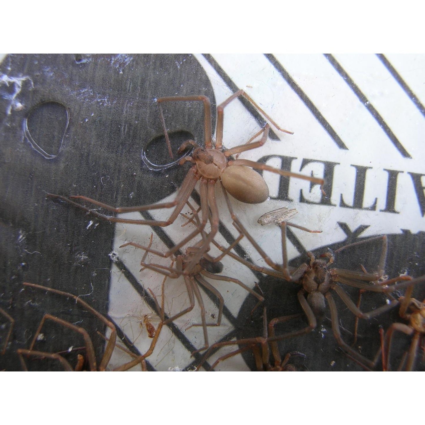  Big H Products Spider Trap 3.2 Oz