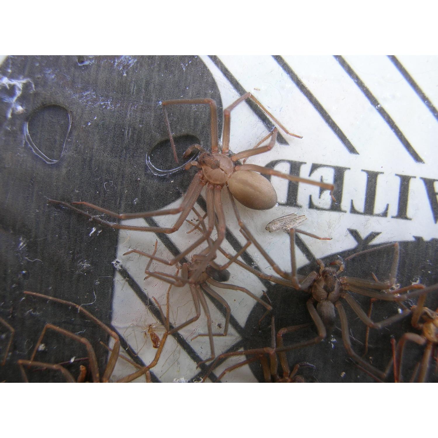  Big H Products Spider Trap 3.2 Oz