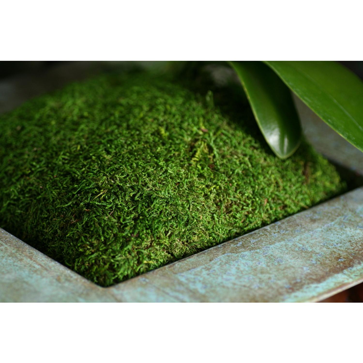  SuperMoss Green Sheet Moss 200 Cu In