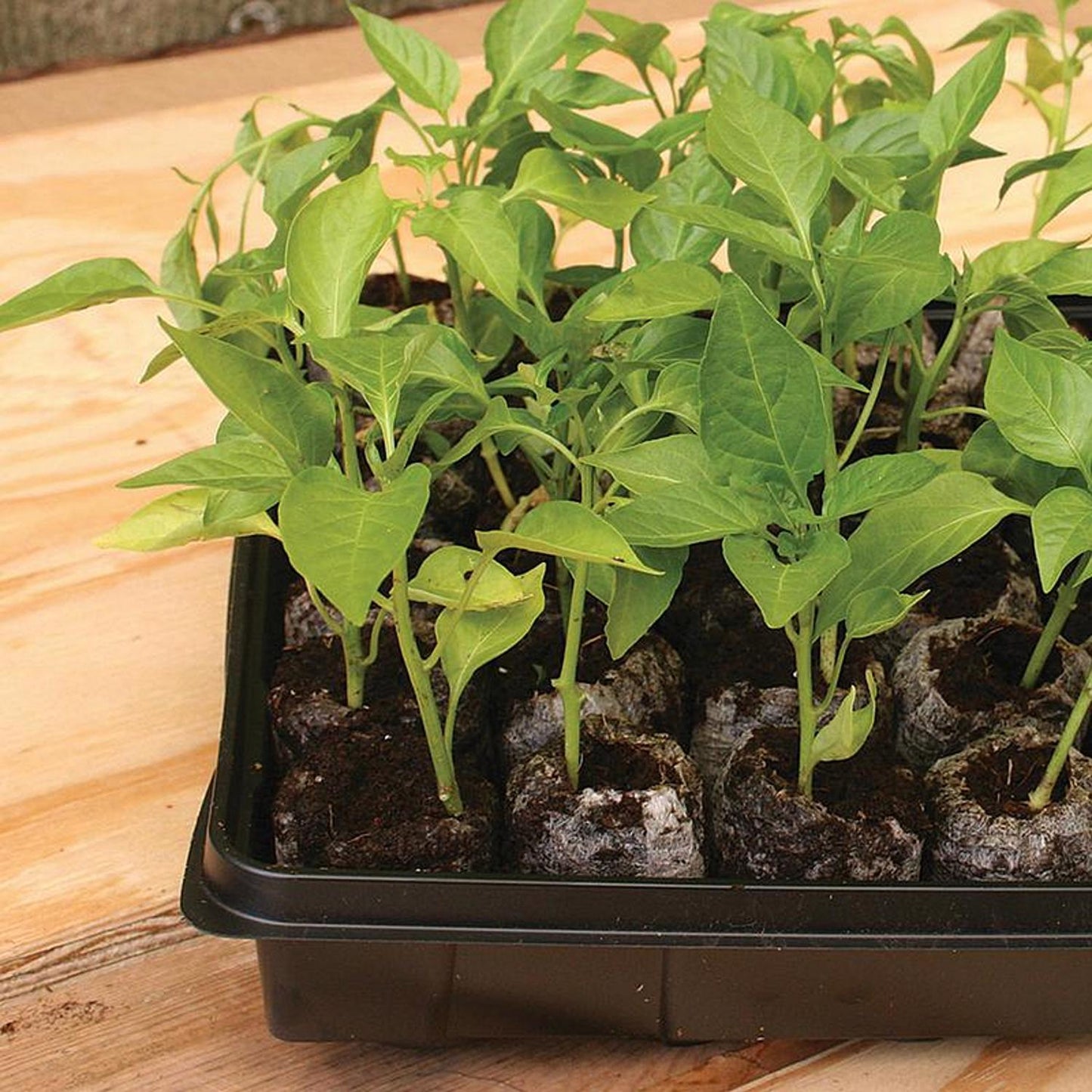  Jiffy 50 Cells 11 In. W X 22 In. L Seed Starting Kit 1 Pk