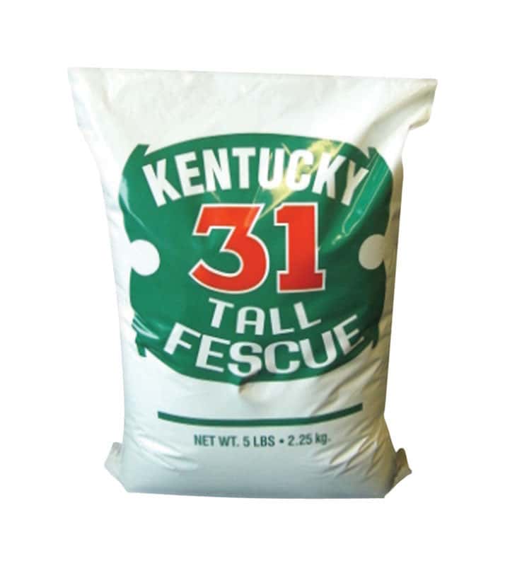  Barenbrug Kentucky 31 Tall Fescue Grass Sun Or Shade Grass Seed 5 Lb