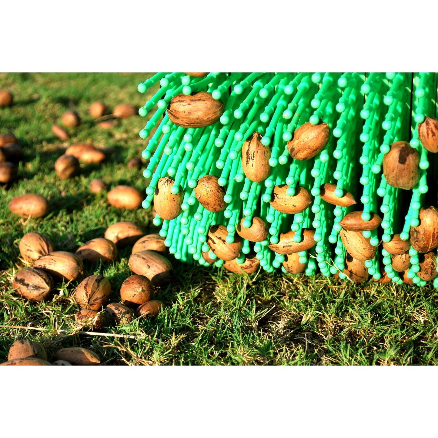  Bag-A-Nut Poly Pecan Picker Aluminum Handle