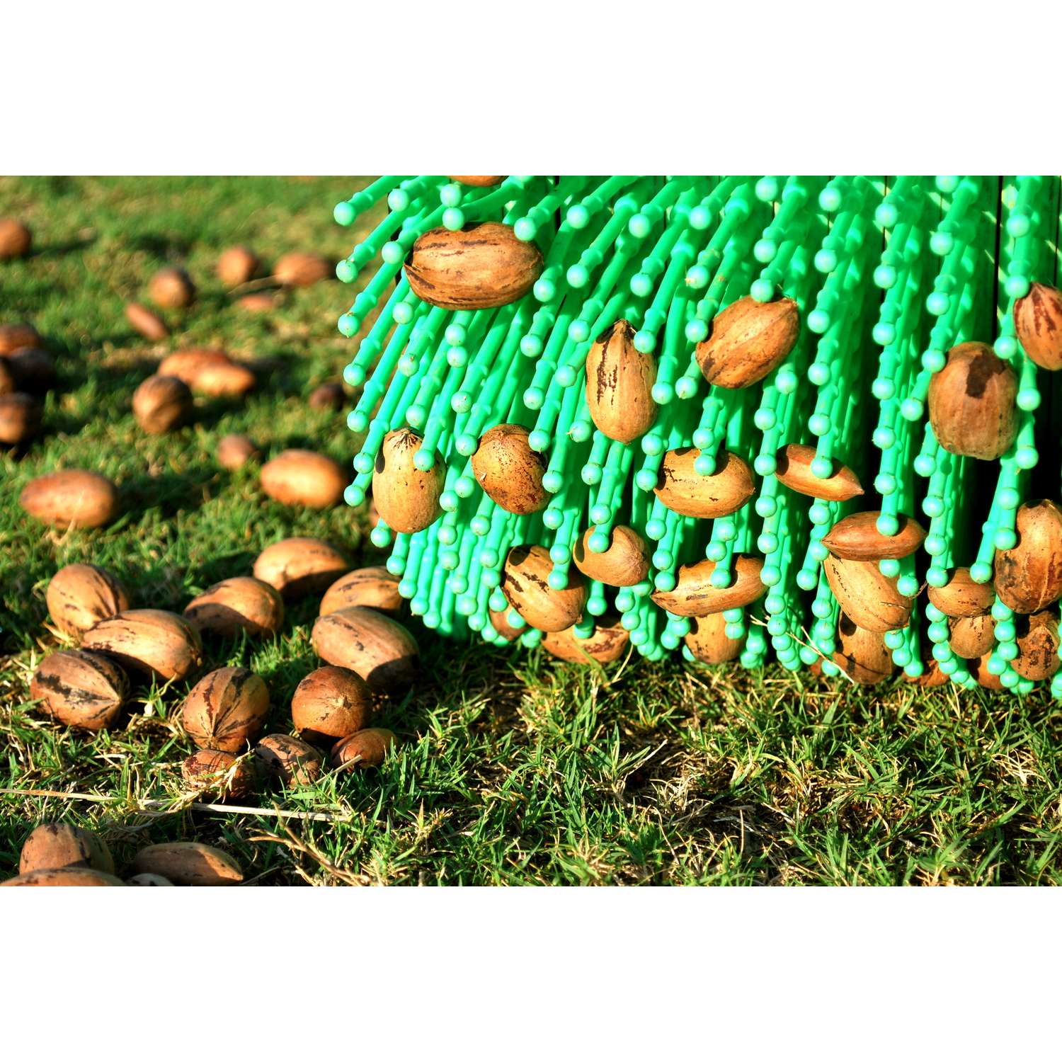  Bag-A-Nut Poly Pecan Picker Aluminum Handle