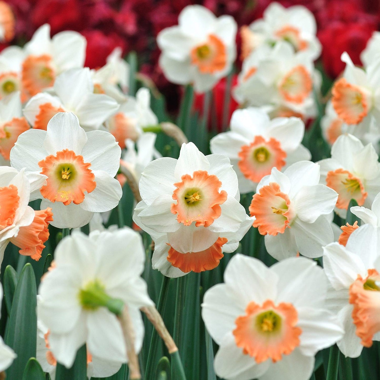  DeGroot Daffodil Salome Bulb 7 Pk