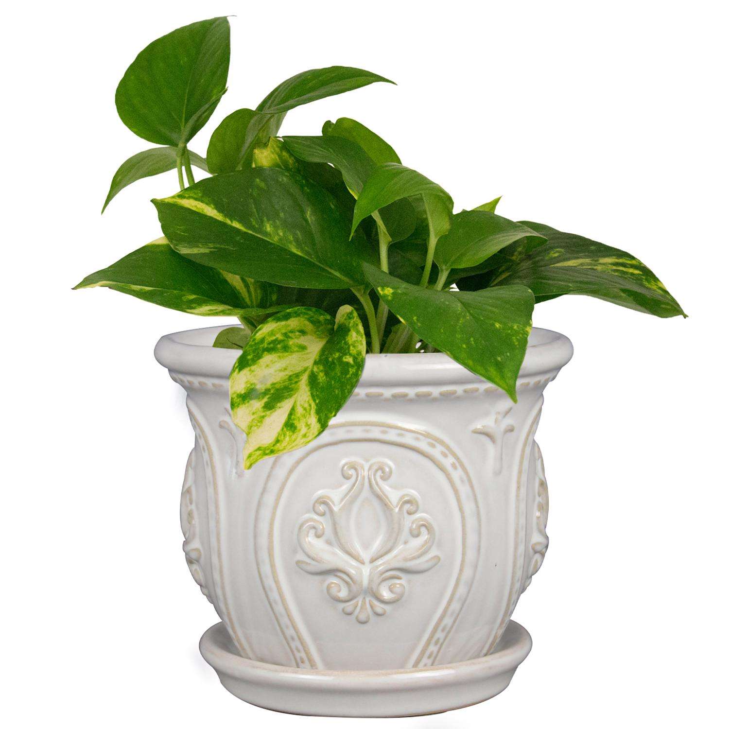  Trendspot Classical Ornate 5.1 In. H X 6 In. W X 6 In. D X 6 In. D Ceramic Planter White