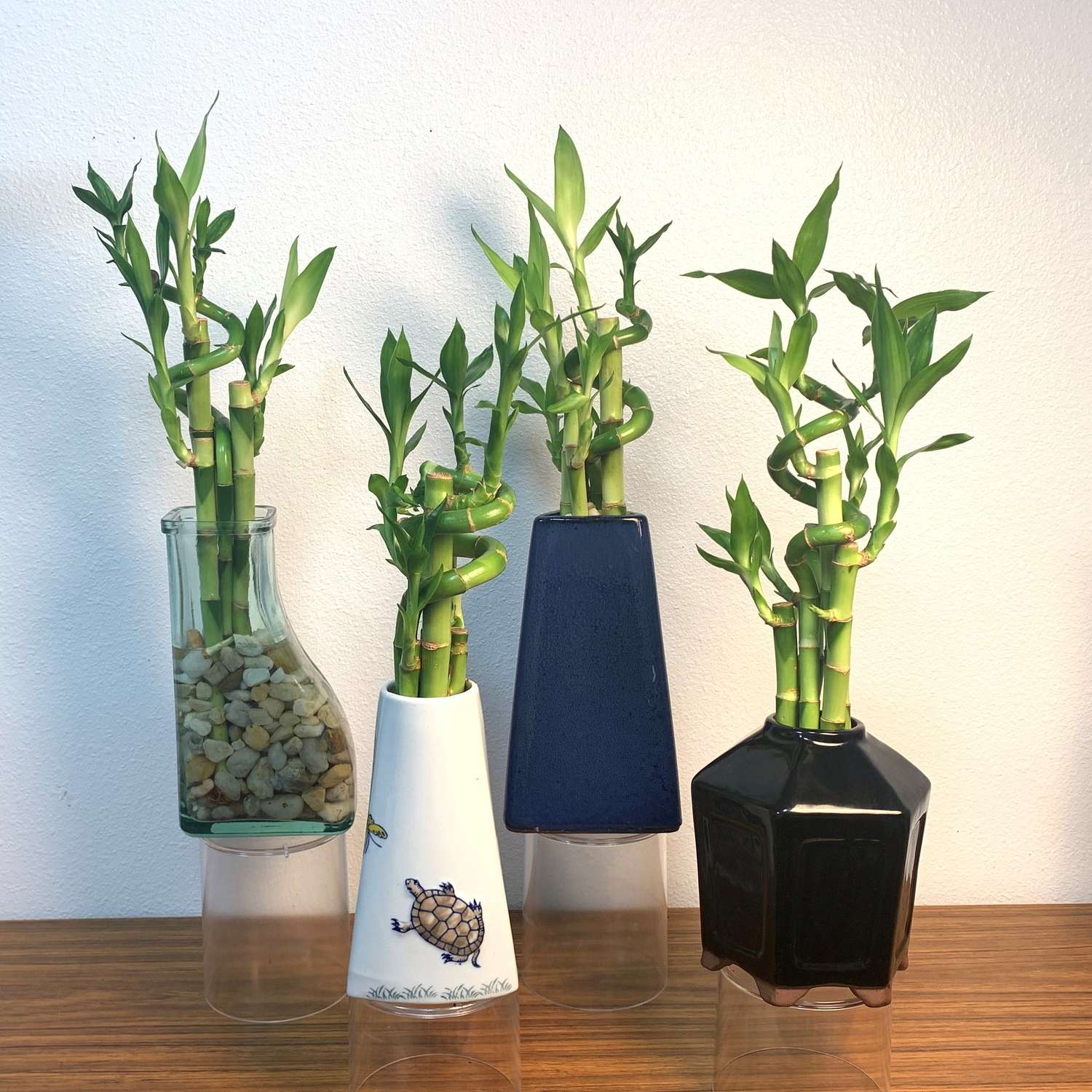 Eve's Garden Lucky Bamboo Plant 1 Pk