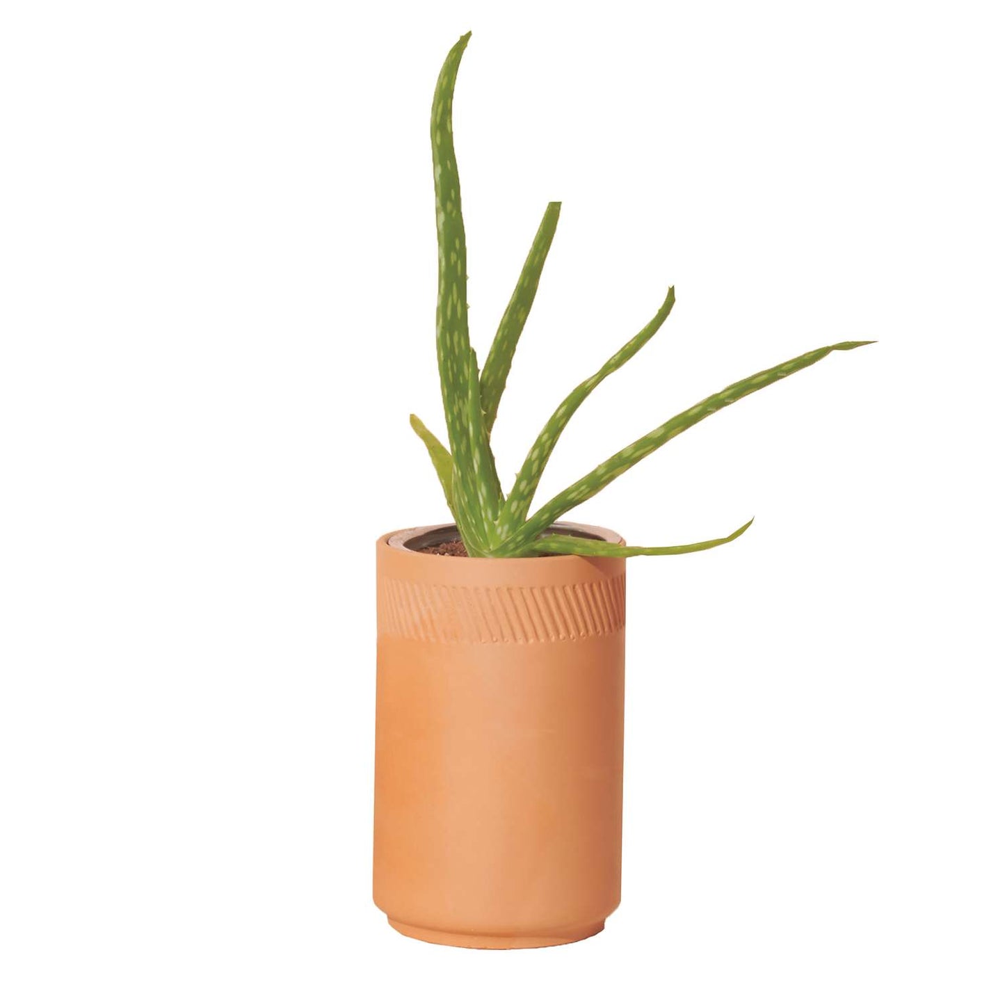  Modern Sprout Healing Aloe Succulent Seed Starter Kit