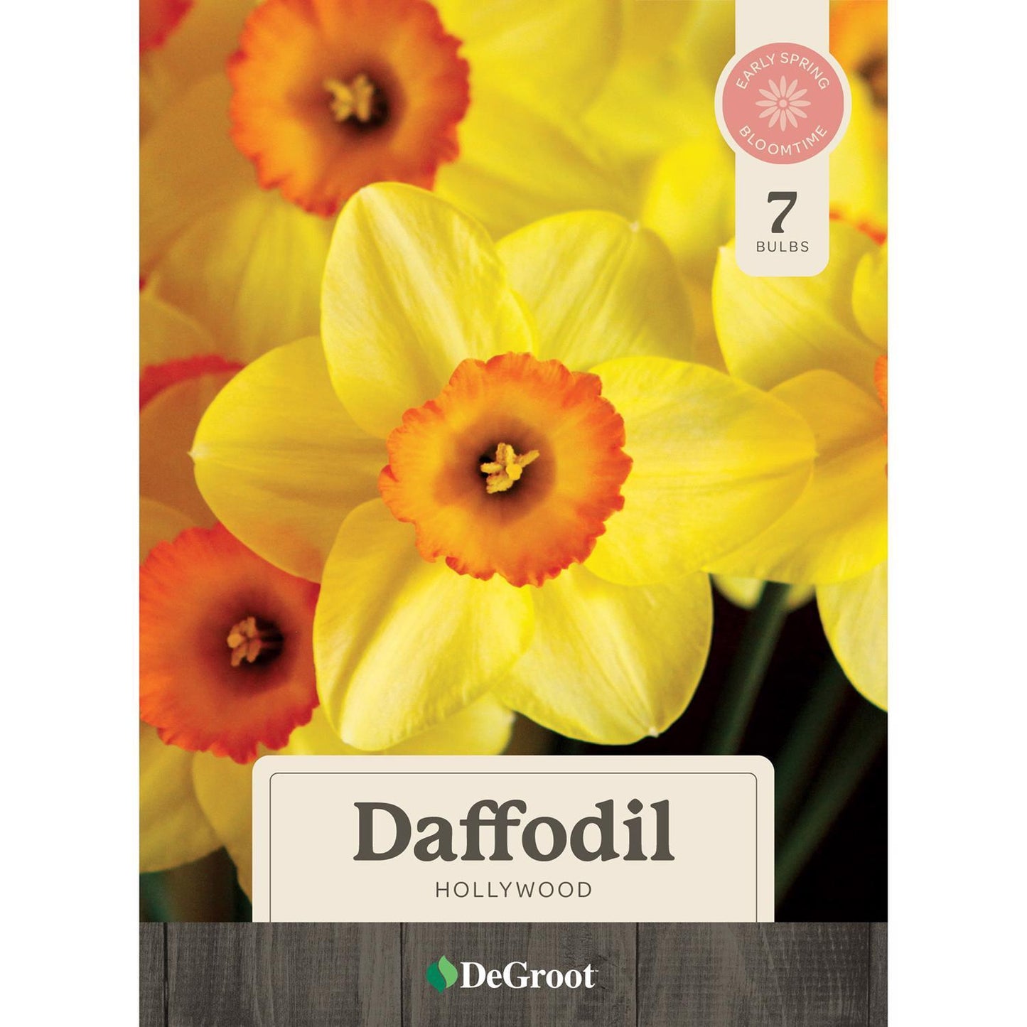  DeGroot Daffodil Hollywood Bulb 7 Pk