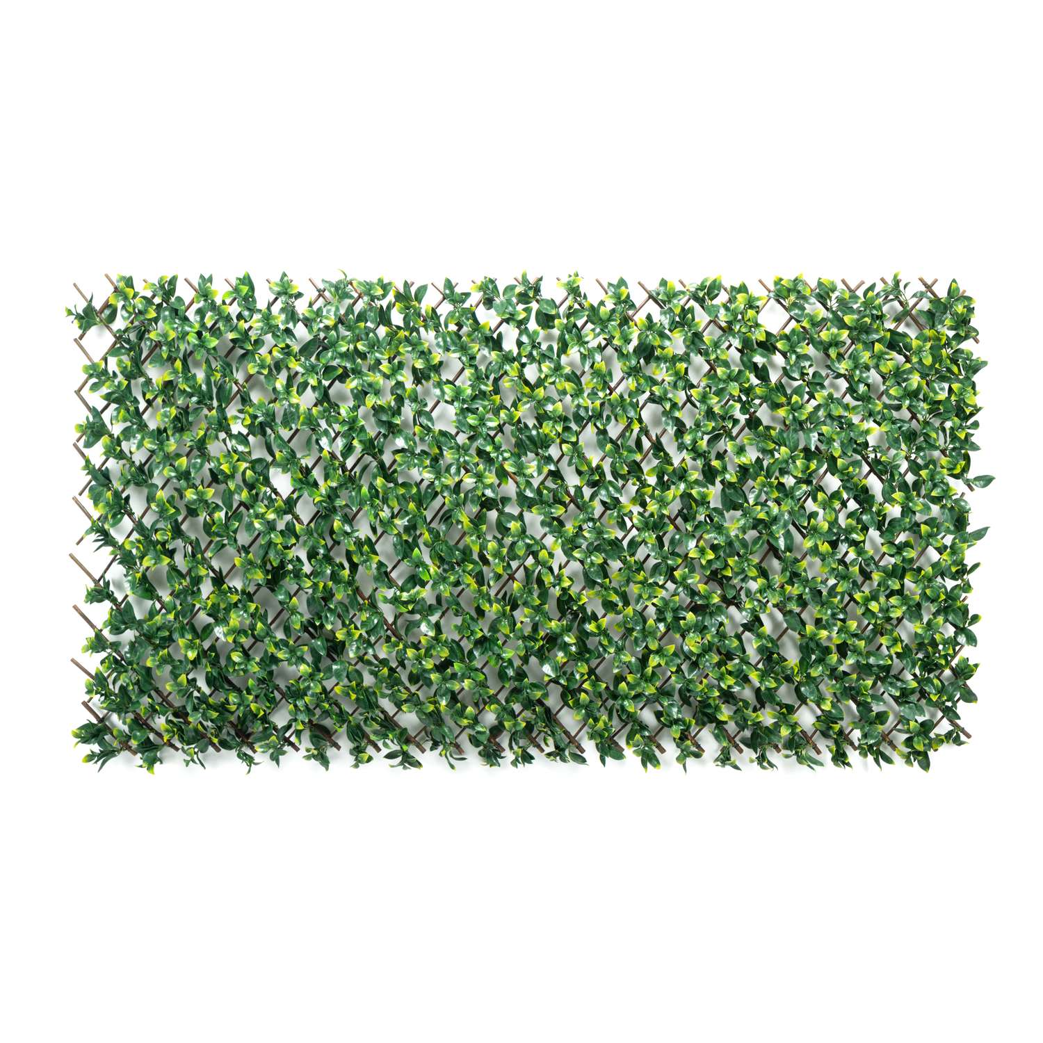  Privahedge 36 In. H Green Wood Gardenia Leaf