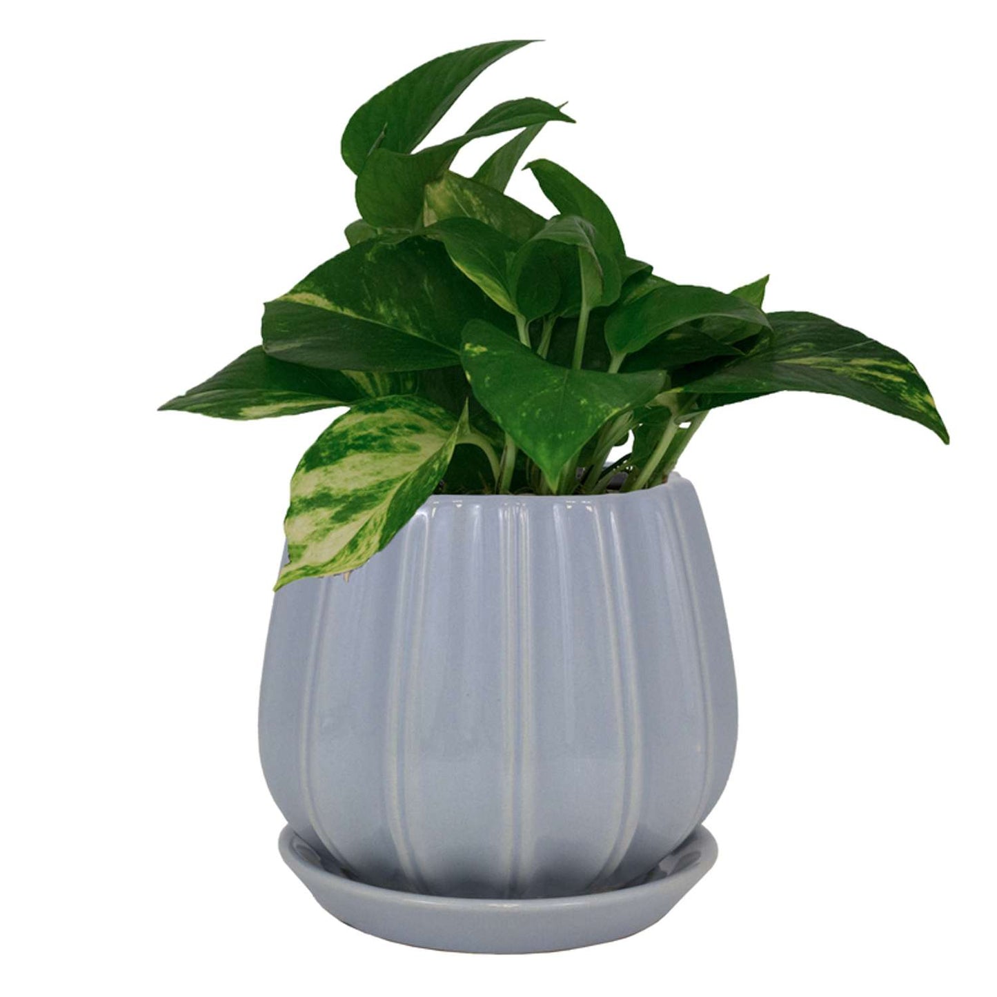  Trendspot Contour 7.28 In. H X 8 In. W X 8 In. D X 8 In. D Ceramic Planter Light Blue