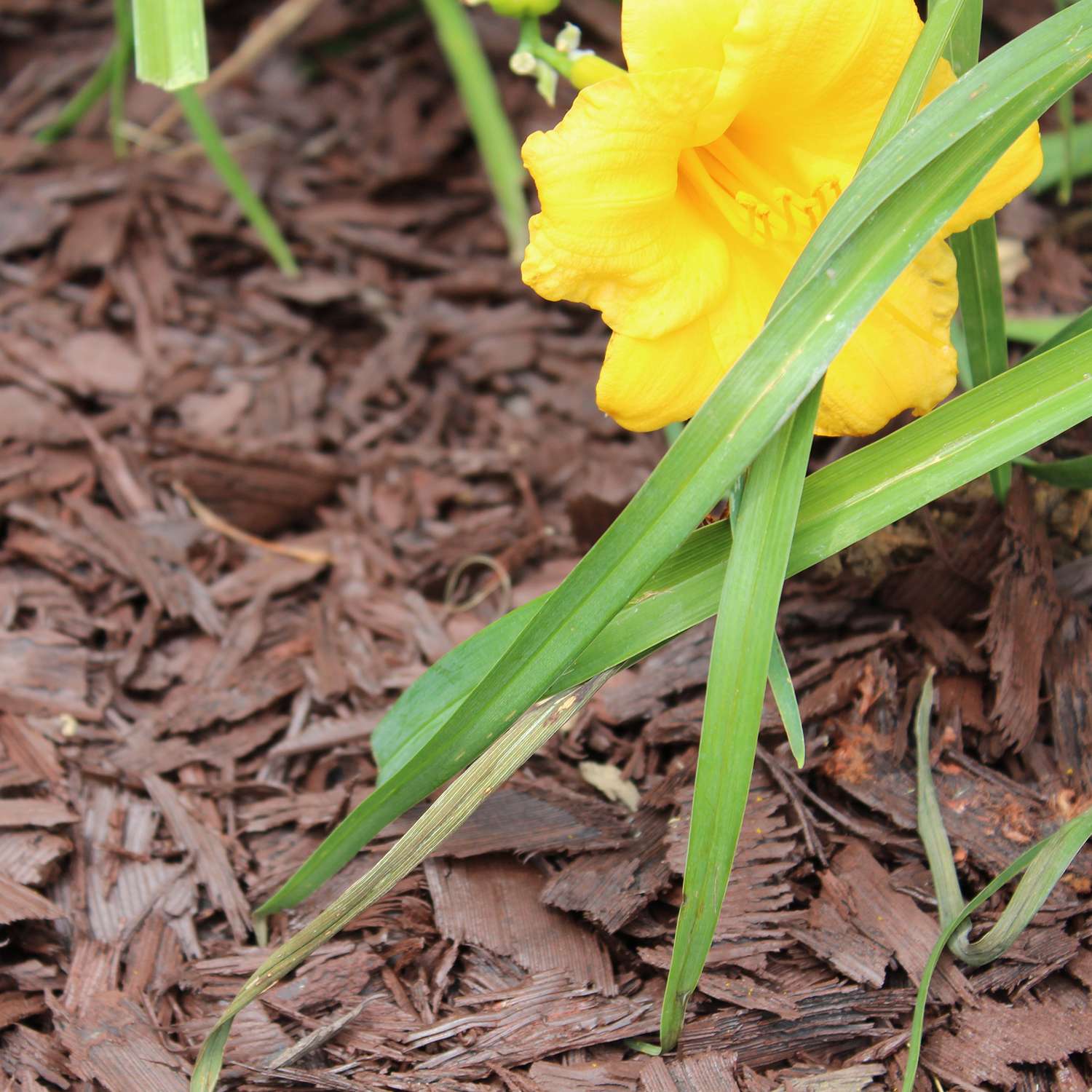 Rubberific Brown Shredded Rubber Mulch 0.8 Cu Ft