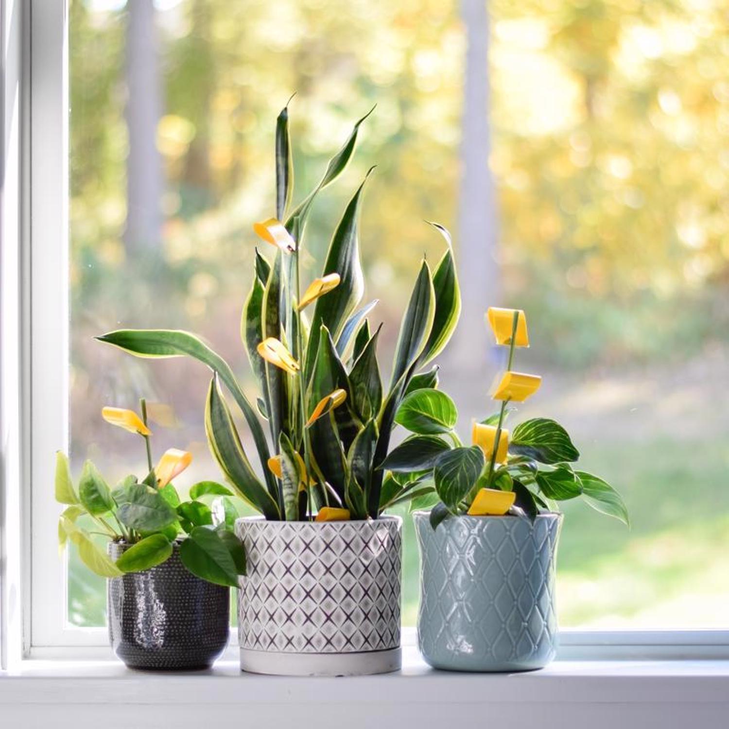  Safer Brand Houseplant Sticky Stakes 1 Pk