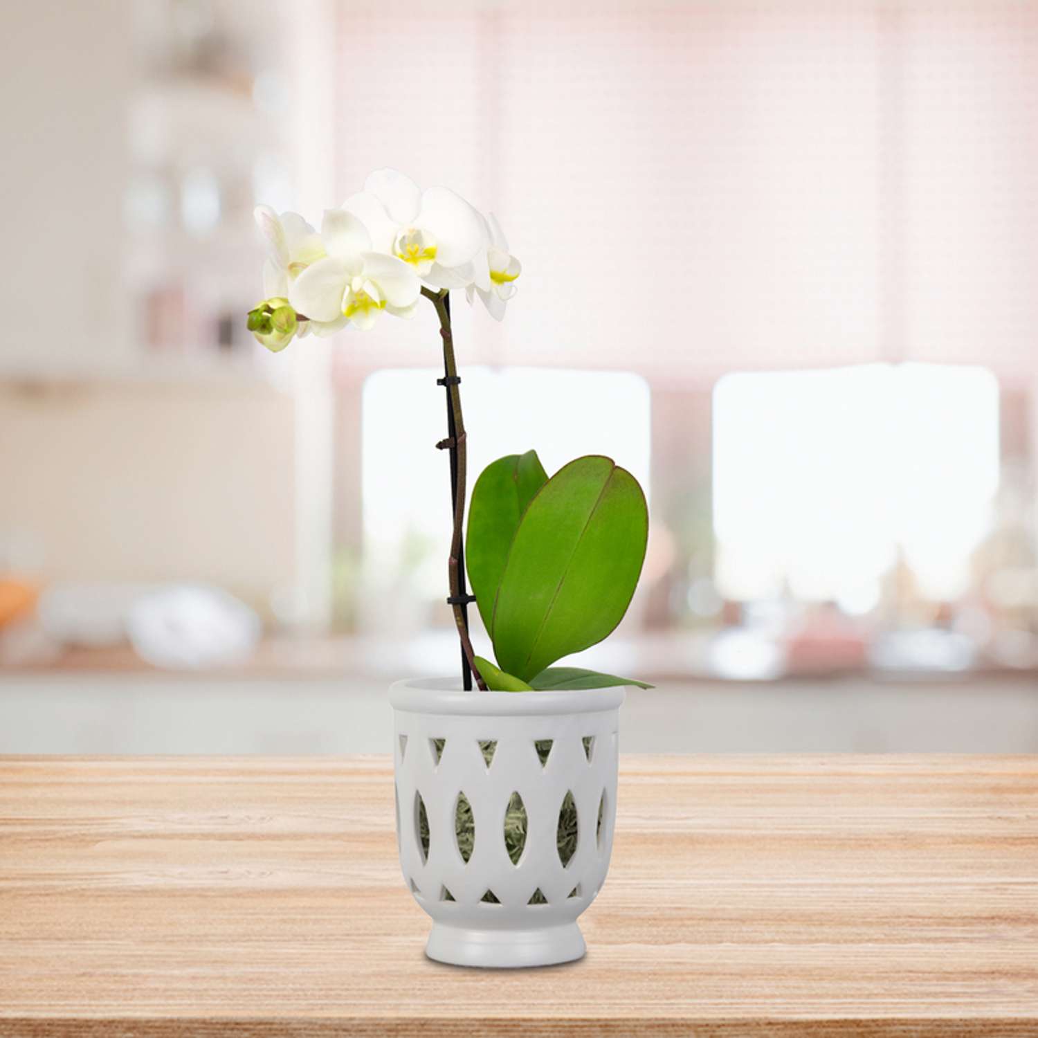  Trendspot Orchid 6.1 In. H X 5.5 In. W X 5.5 In. D X 6 In. D Ceramic Planter White