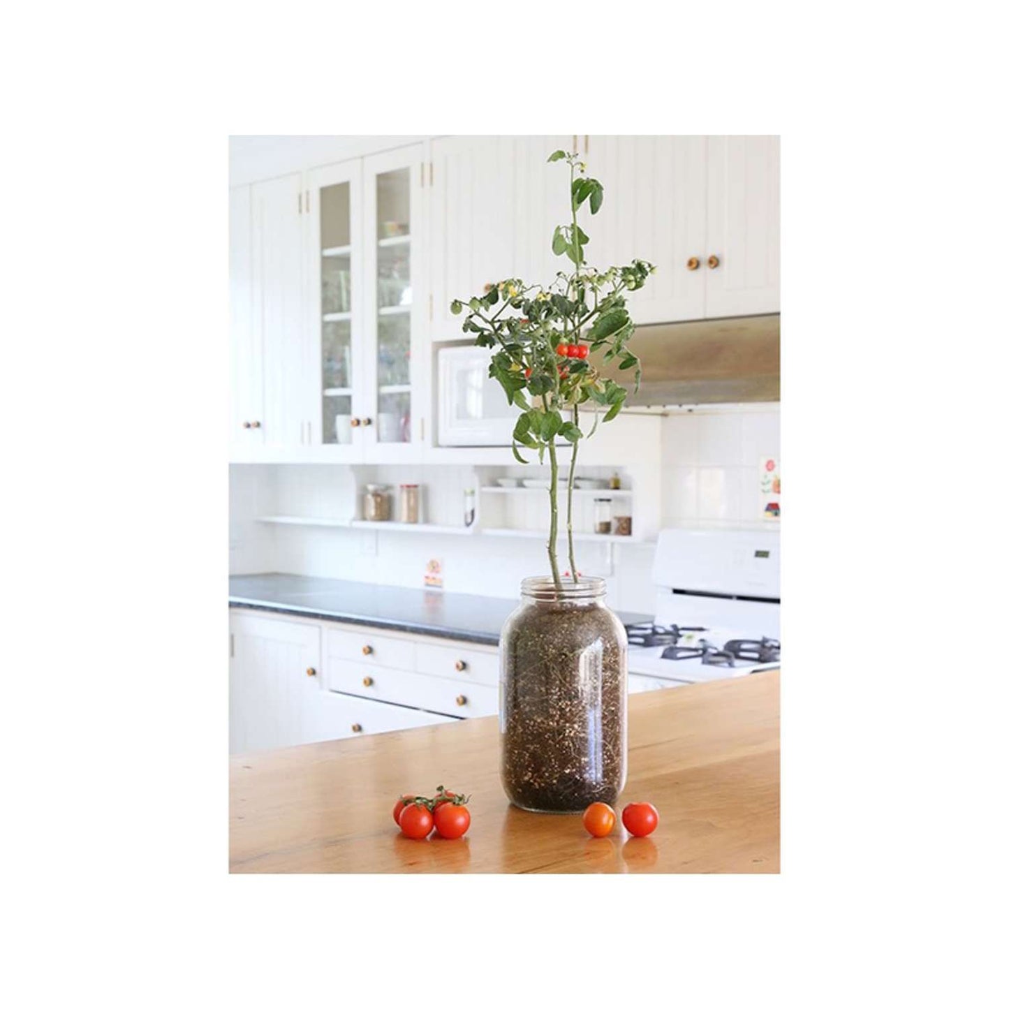  Back To The Roots Cherry Tomato Grow Kit 1 Pk