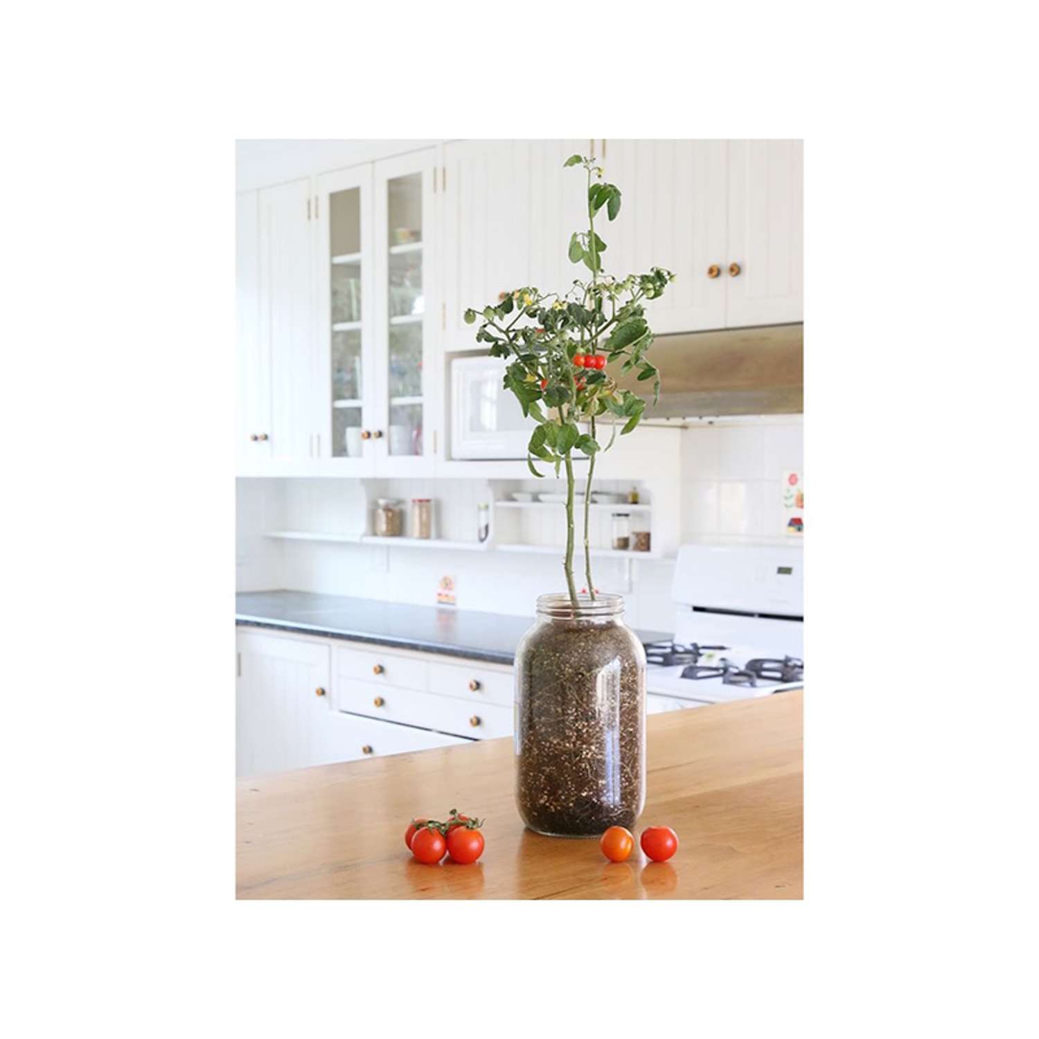  Back To The Roots Cherry Tomato Grow Kit 1 Pk