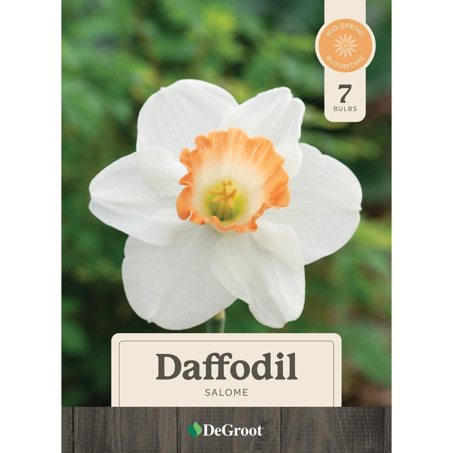  DeGroot Daffodil Salome Bulb 7 Pk
