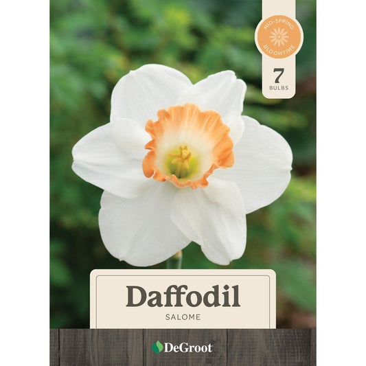  DeGroot Daffodil Salome Bulb 7 Pk