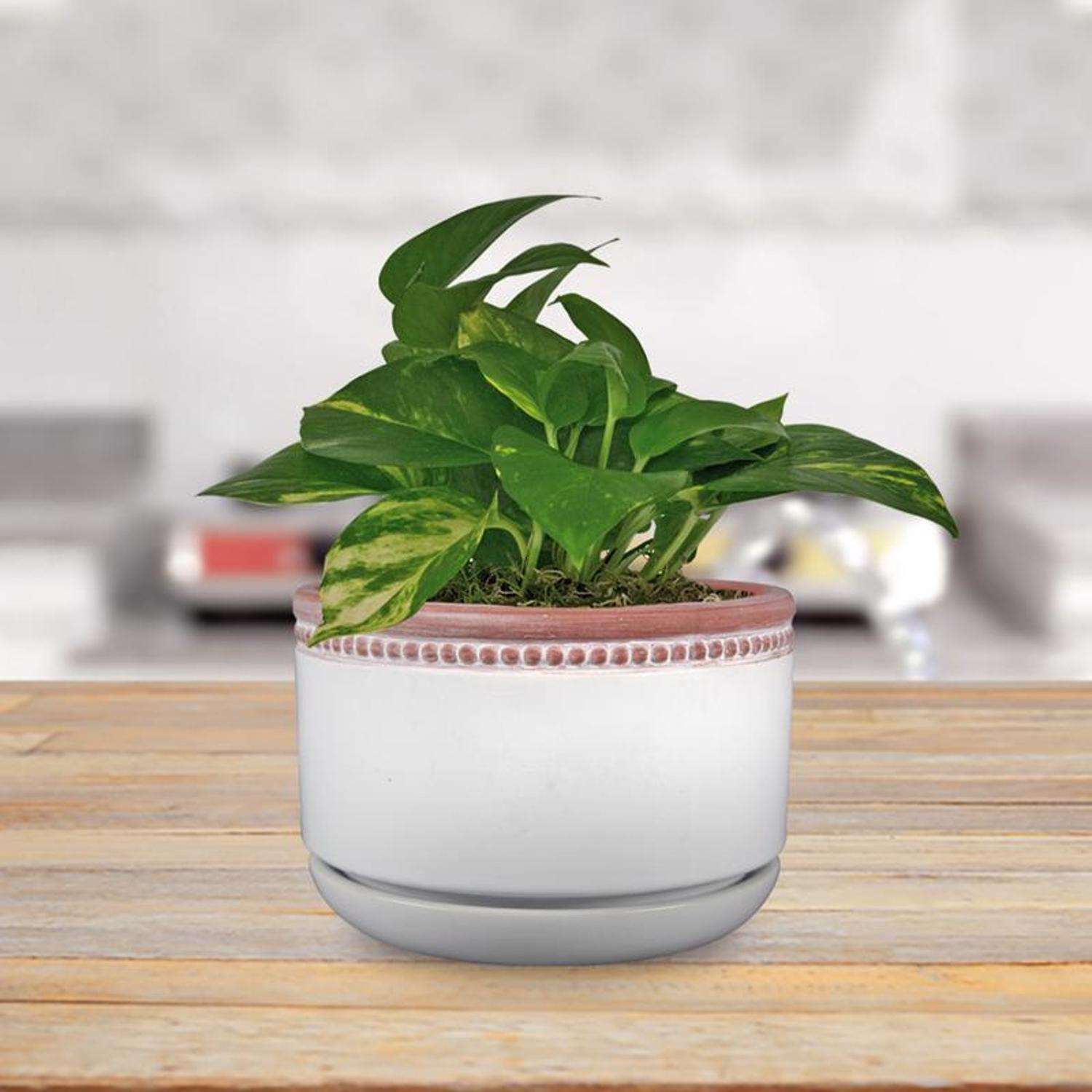  Trendspot Ada 4.5 In. H X 6 In. W X 6 In. D X 6 In. D Ceramic Ceramic Pot Whitewash