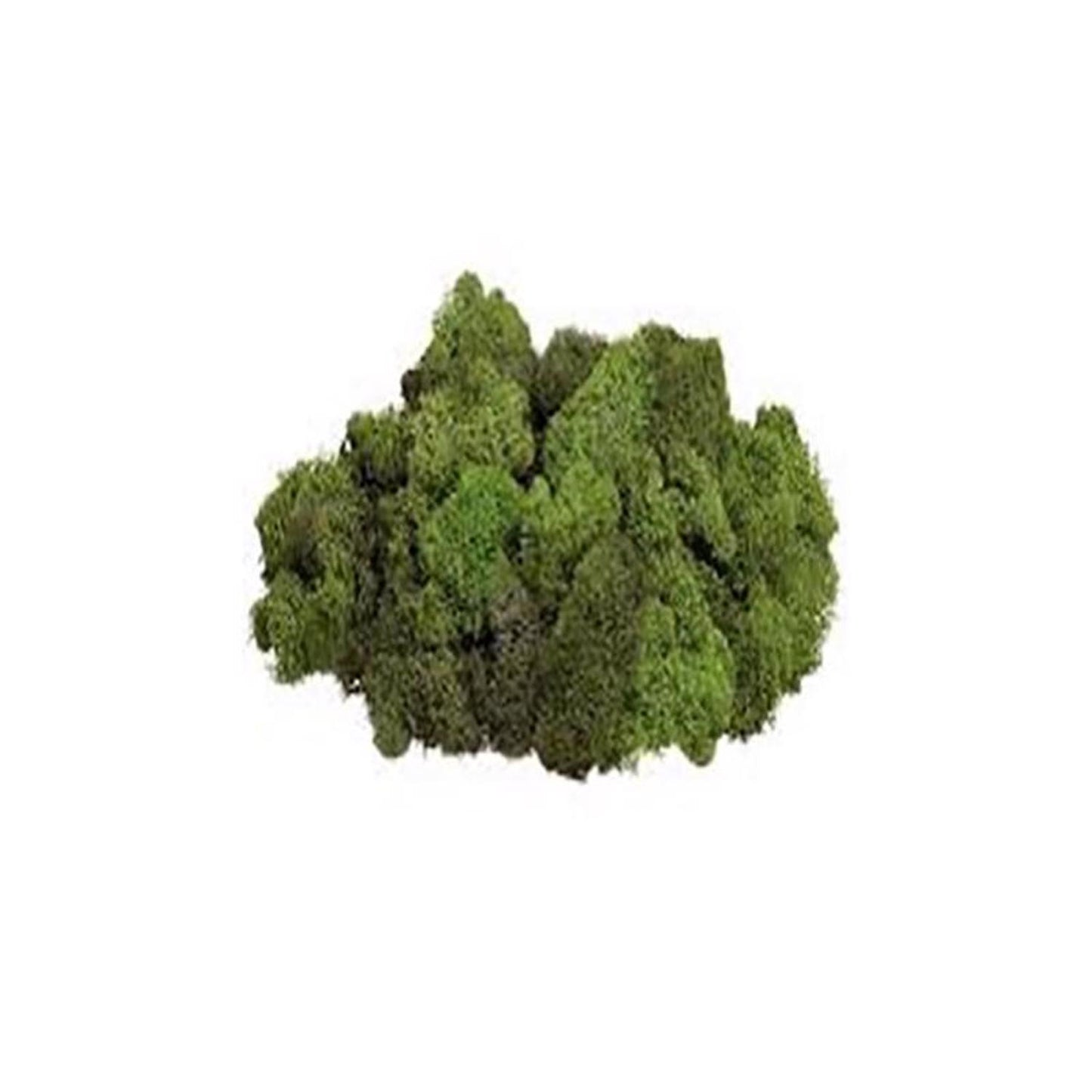  Mosser Lee Soil Cover Organic Dark Green Reindeer Moss 3 Oz