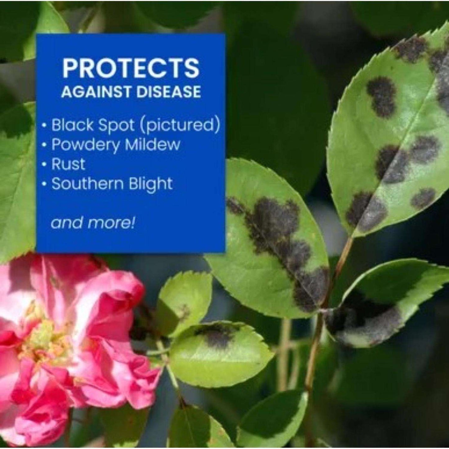  BioAdvanced Rose & Flower Care Granules Plant Food 4 Lb