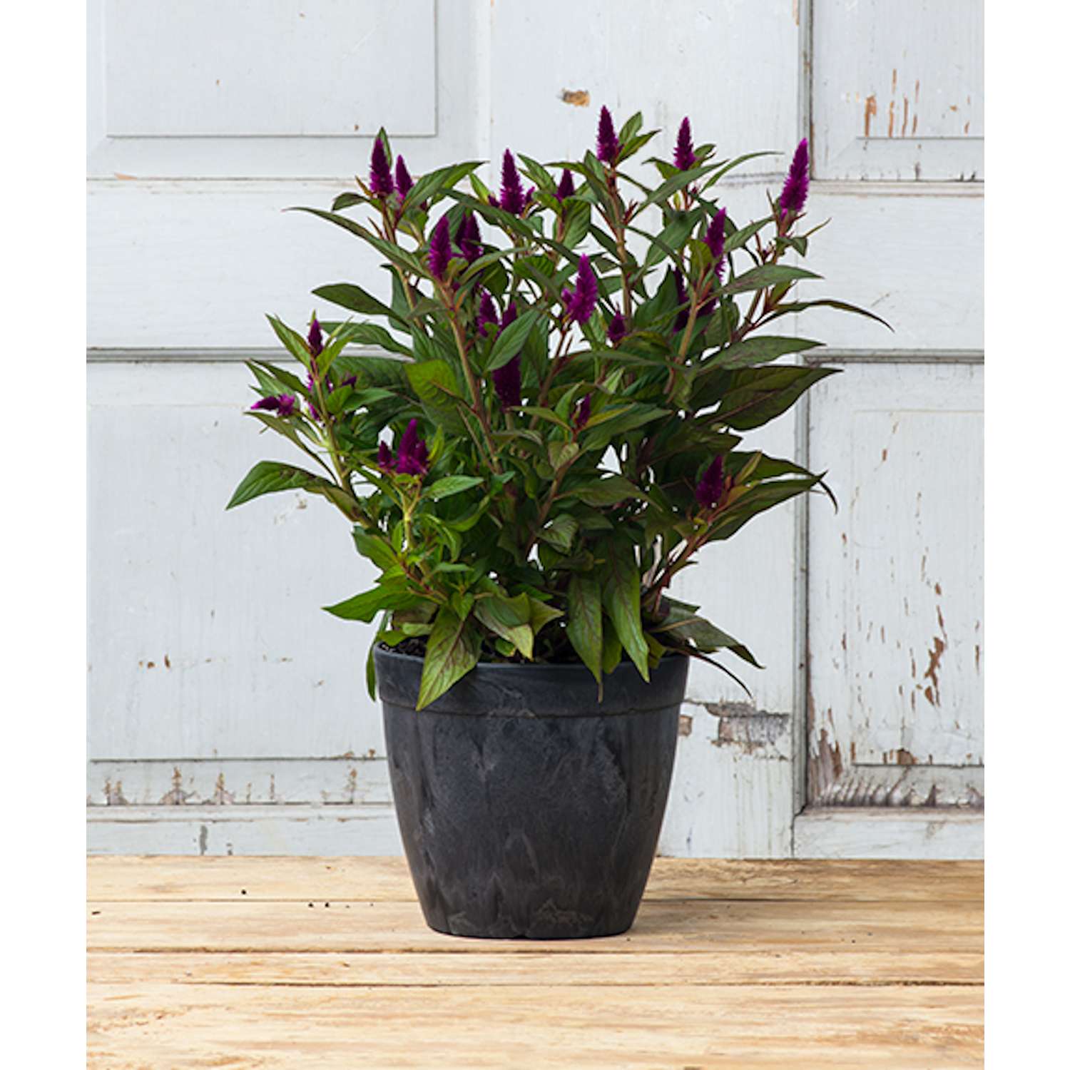  Novelty ArtStone 7.5 In. H X 8.5 In. W X 8.5 In. D X 8.5 In. D Resin Dolce Planter Black