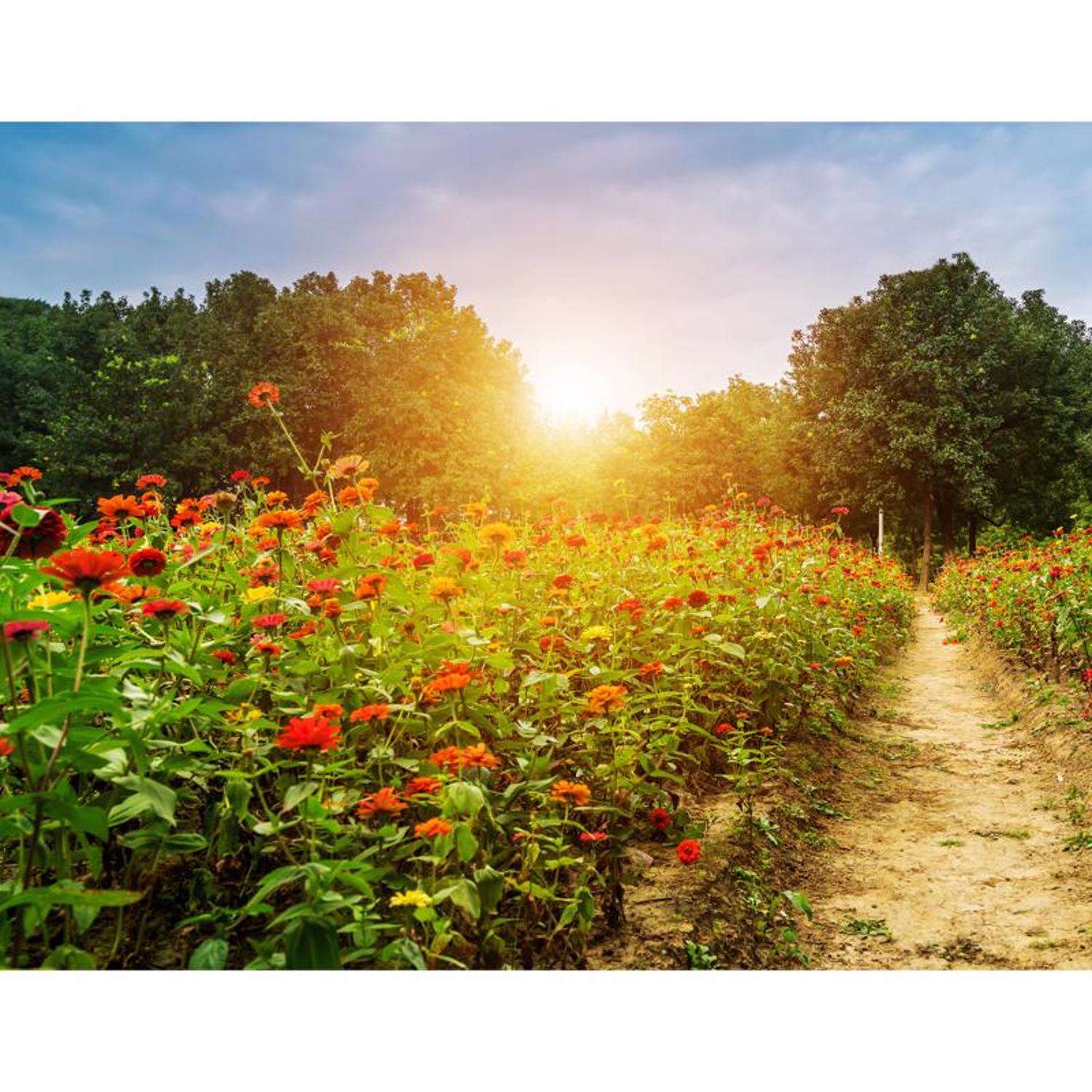  Buzzy Seeds Wildflower Mix Seeds 1 Pk