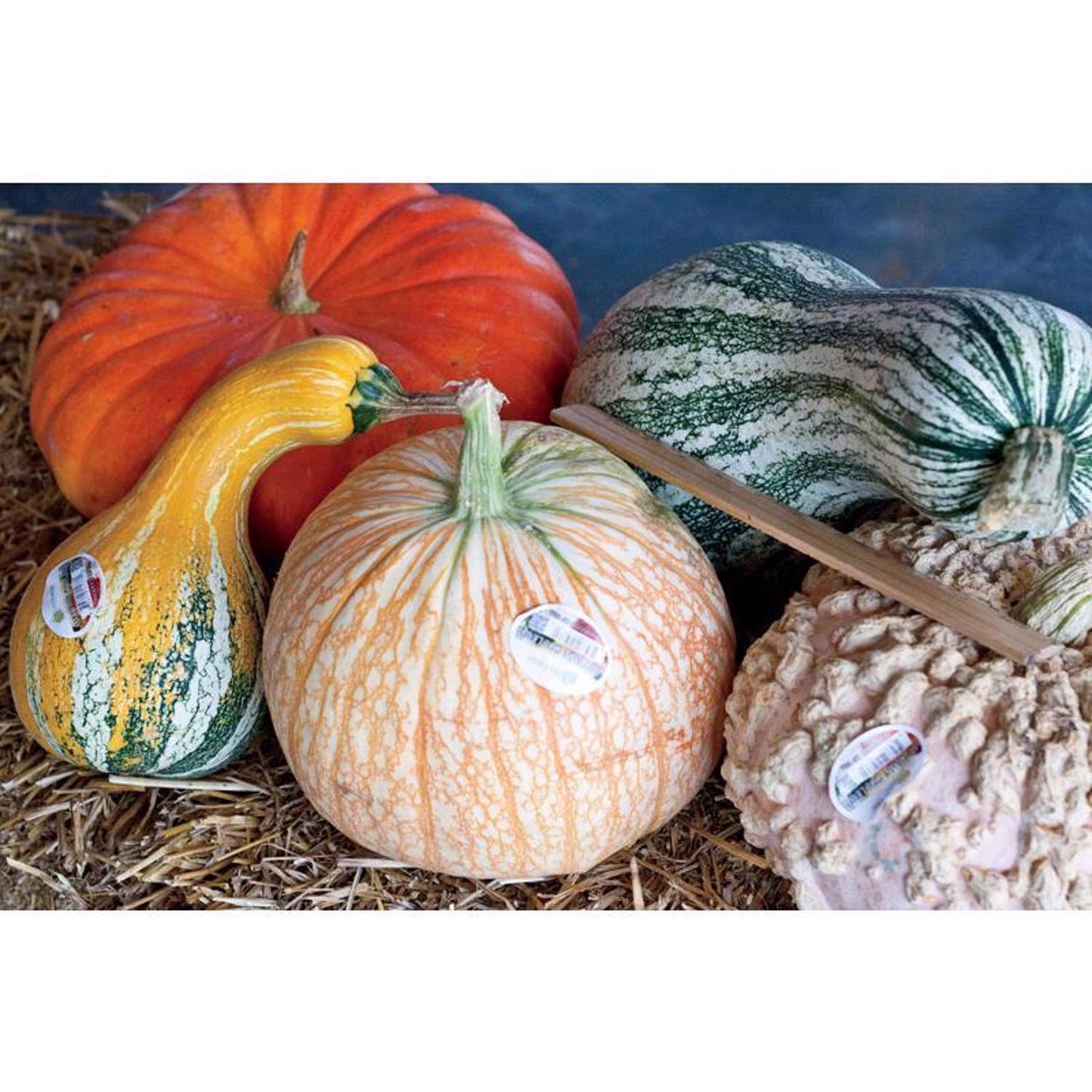  Frey Farms Sarah's Home Grown Autumn Couleur Pumpkin